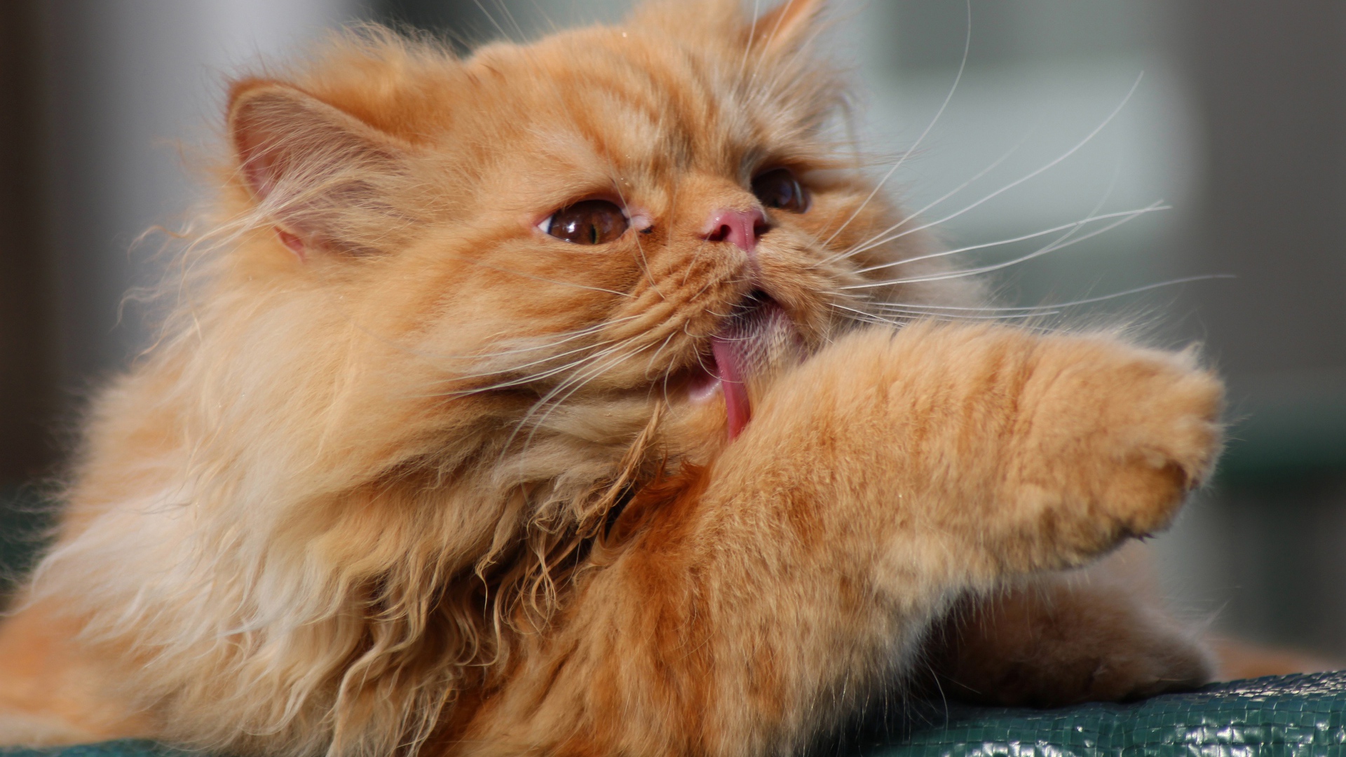 Пушистый рыжий кот облизывает лапу