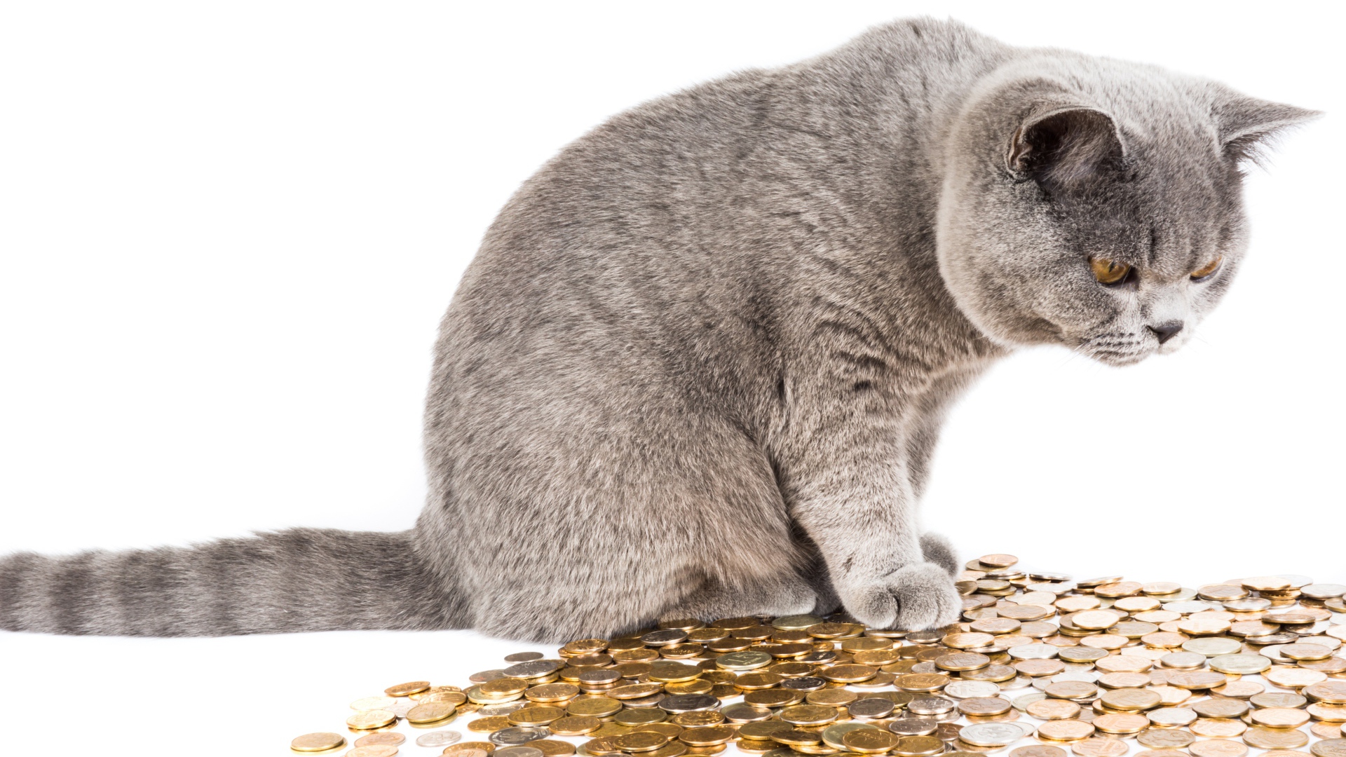 Gray cat with coins on a white background