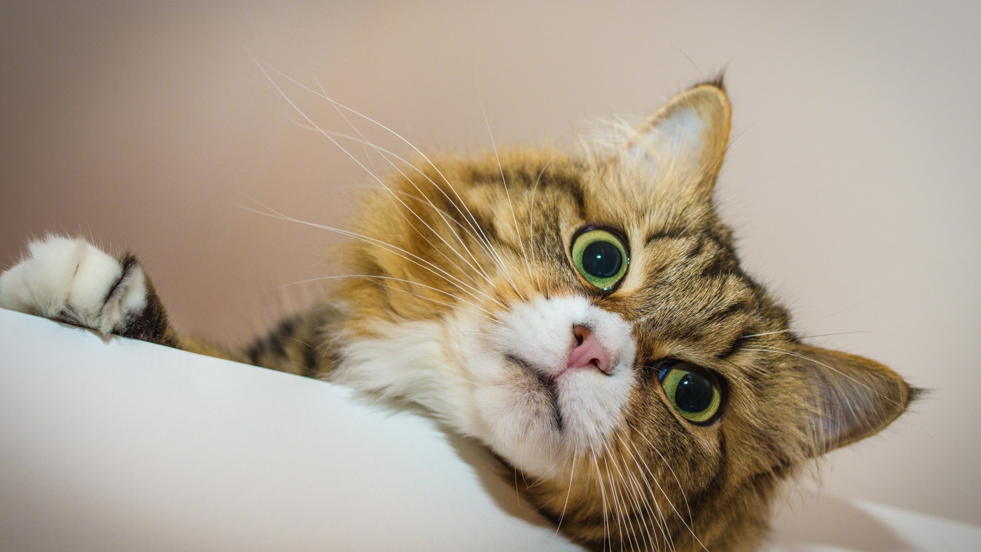 Зеленоглазый пушистый кот лежит на кровати