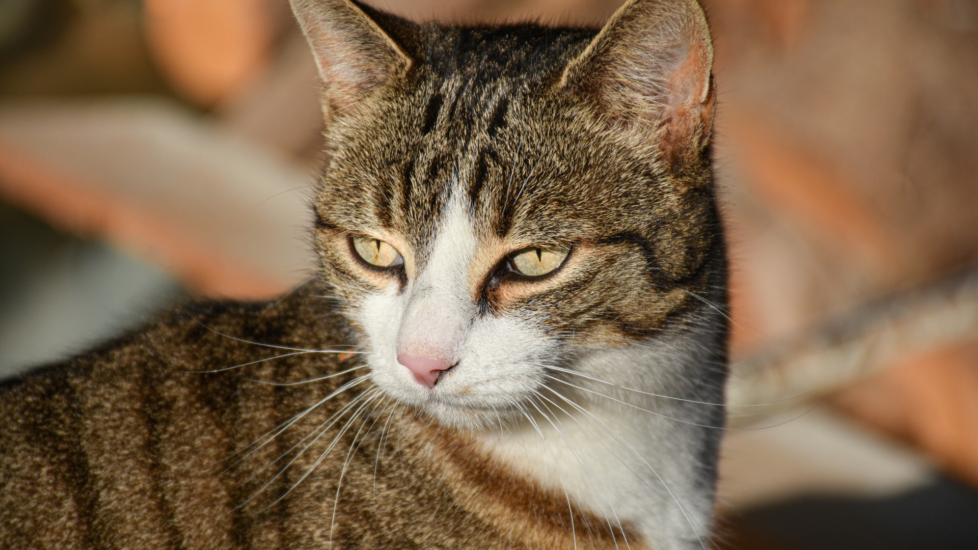 Голова серого кота с розовым носом