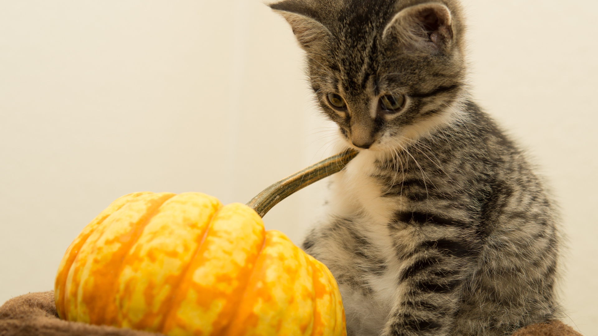 Маленький котенок с тыквой