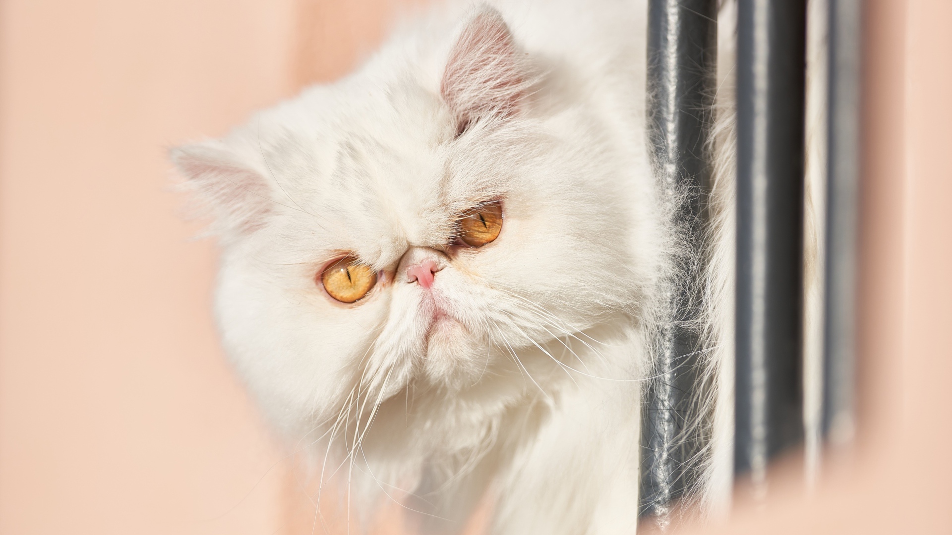 Морда белого персидского кота крупным планом 