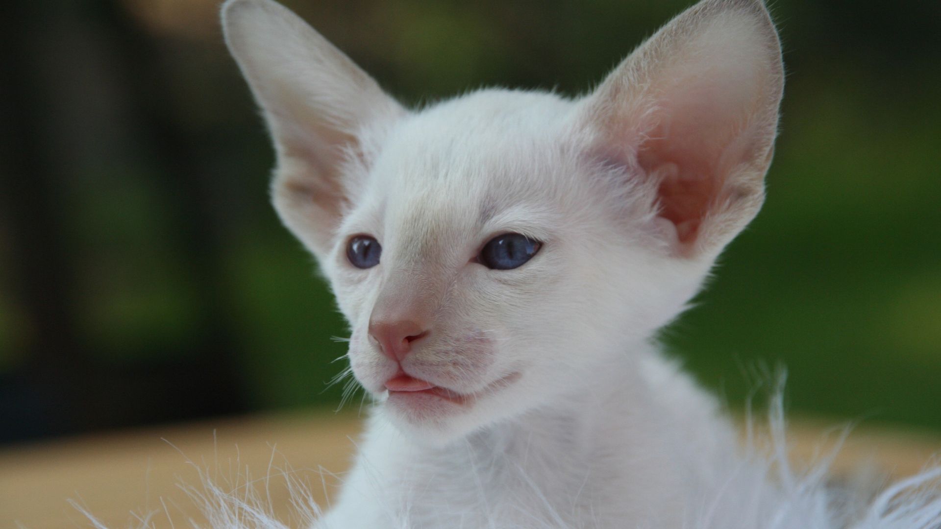 Маленький белый котенок с большими ушами 