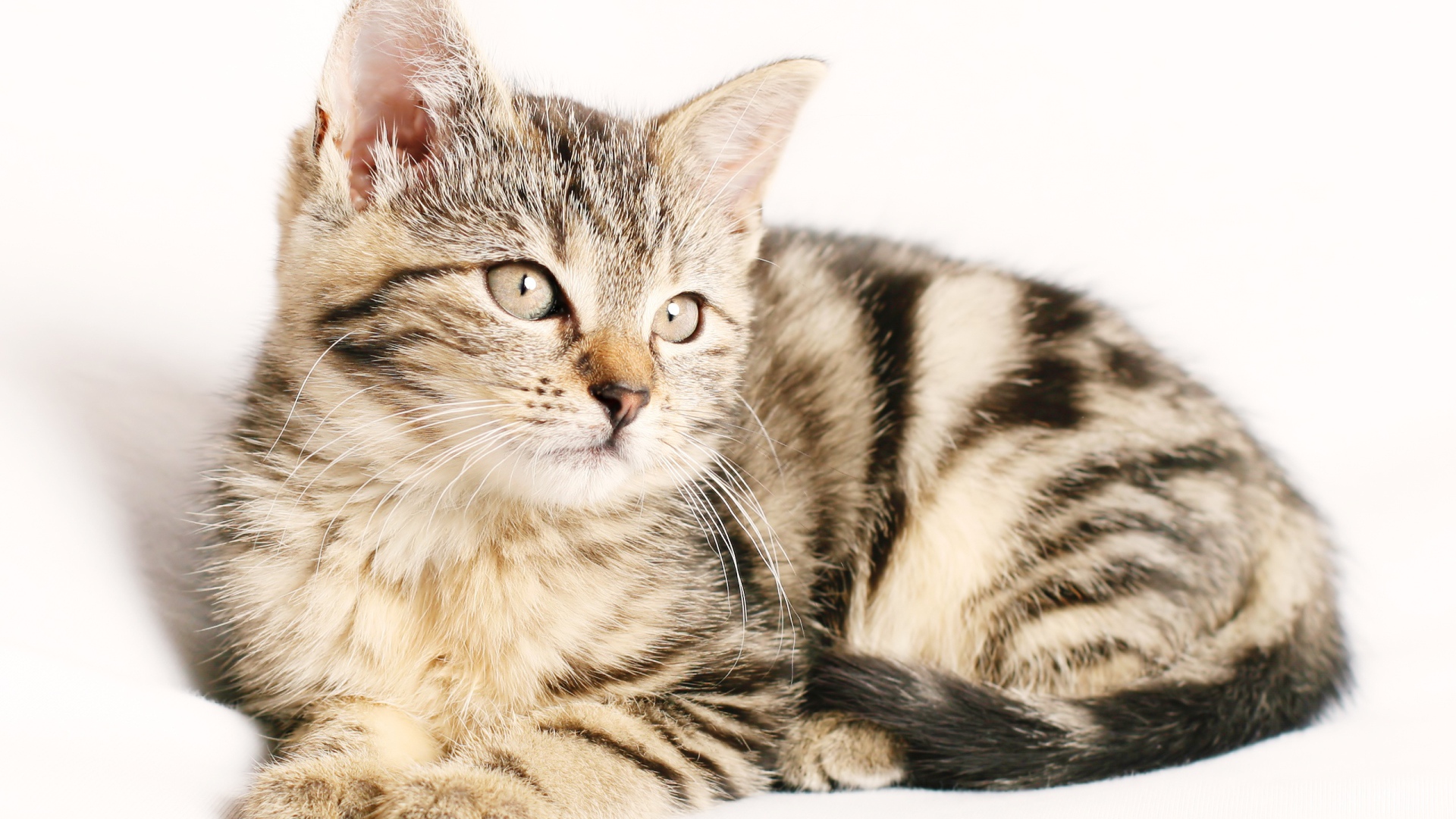 Striped purebred kitten on a white background