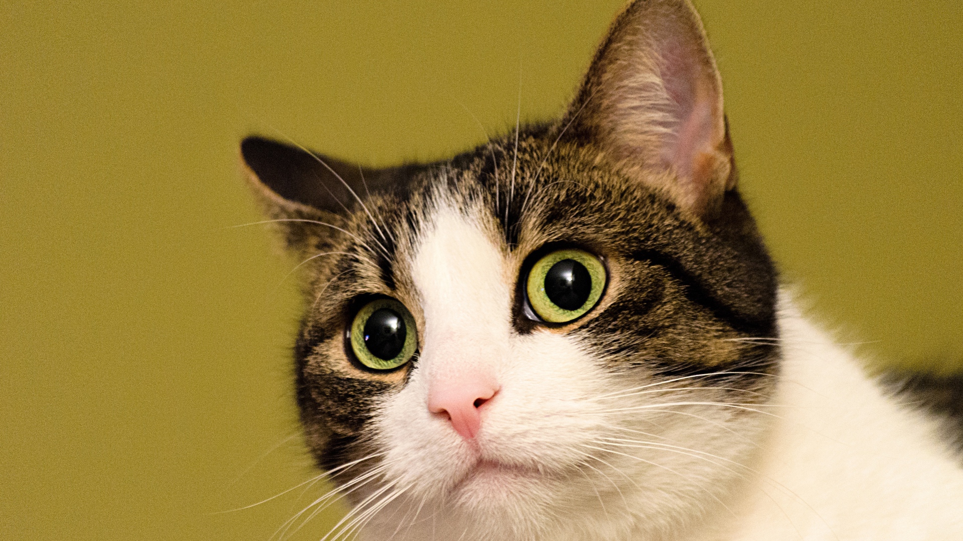 Удивленный кот на желтом фоне 