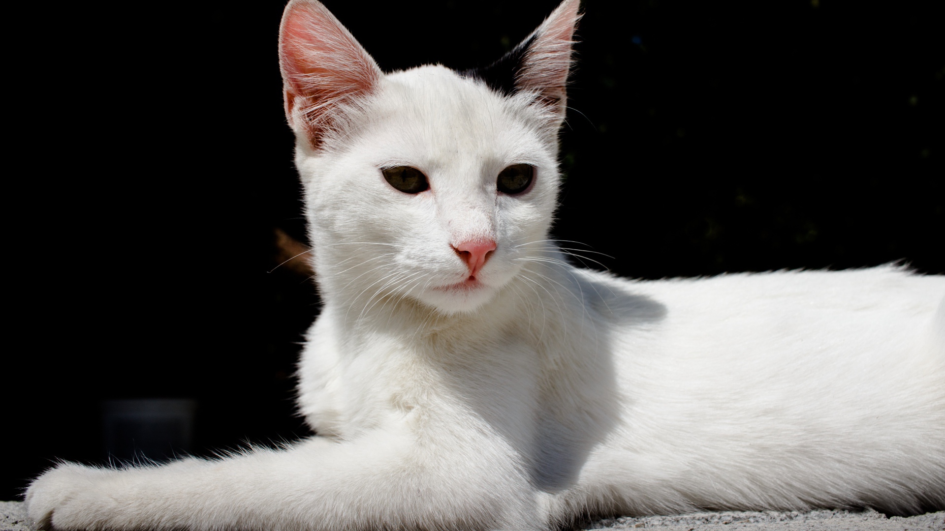 Белый кот спит на камнях на черном фоне