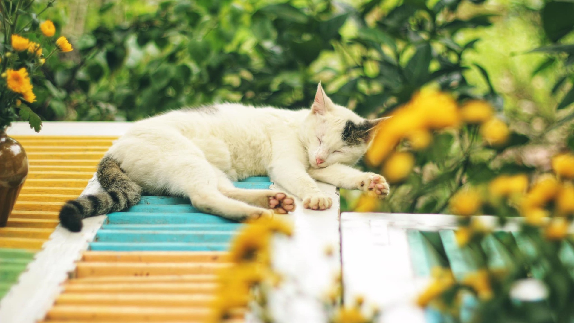 Белый с серыми пятнами кот спит на крыше 