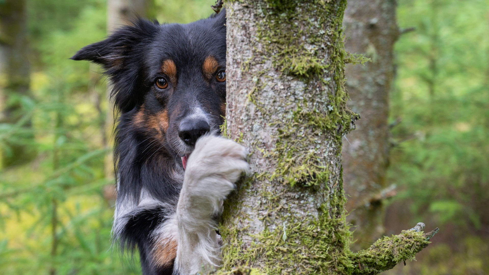 Собака породы  Бордер-Колли стоит у покрытого мхом дерева