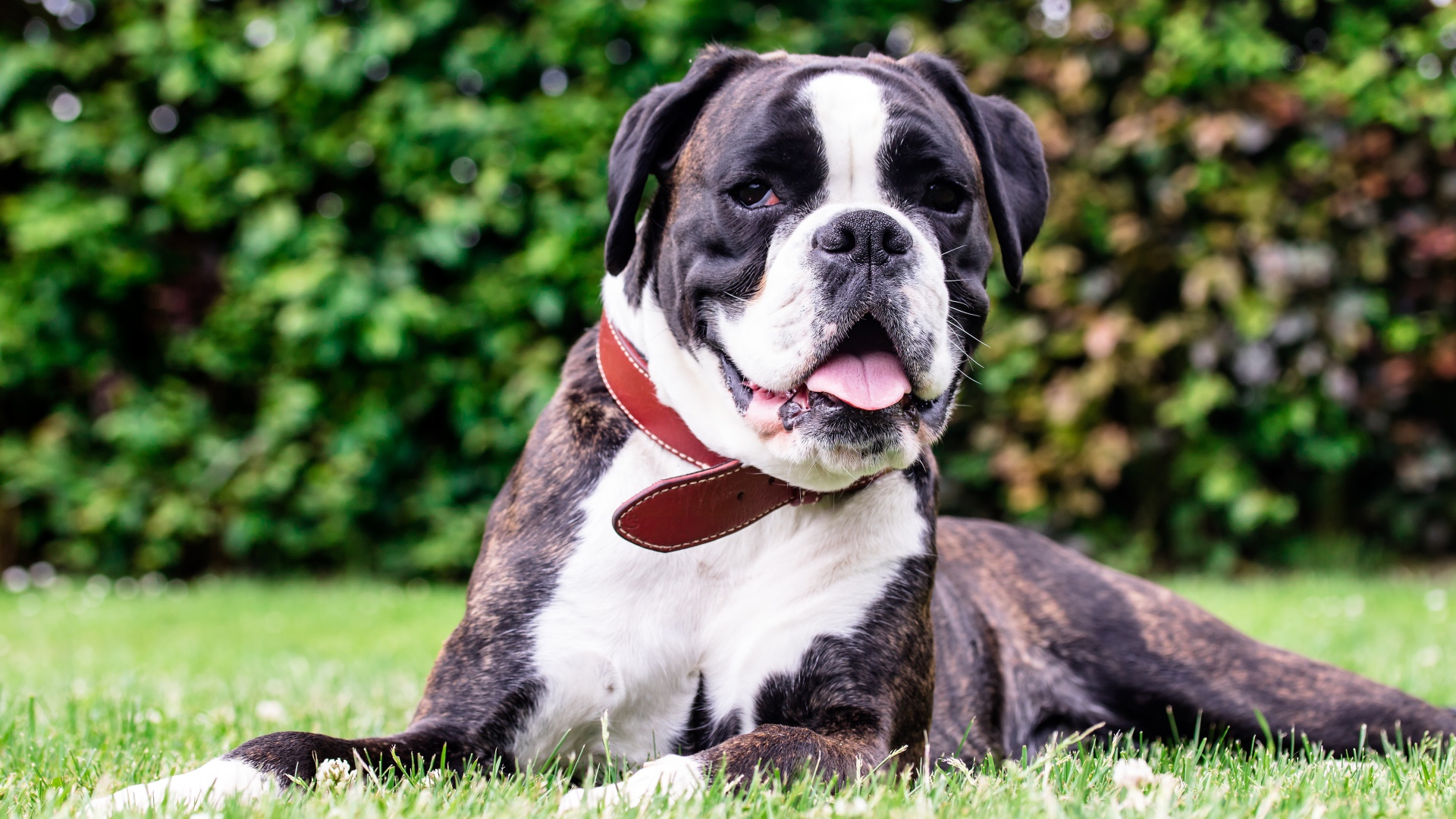 Большой боксер с открытой пастью лежит на траве