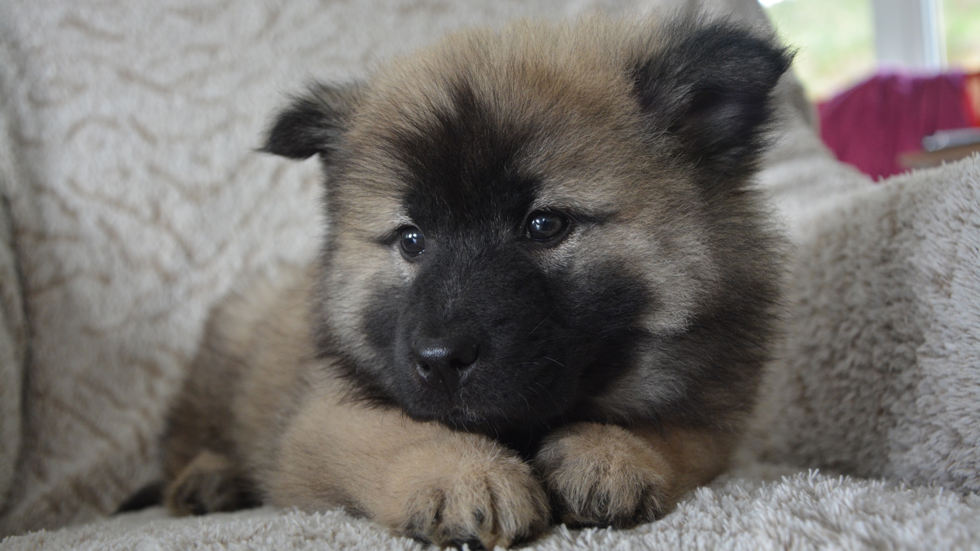 Щенок акита ину лежит на кресле 