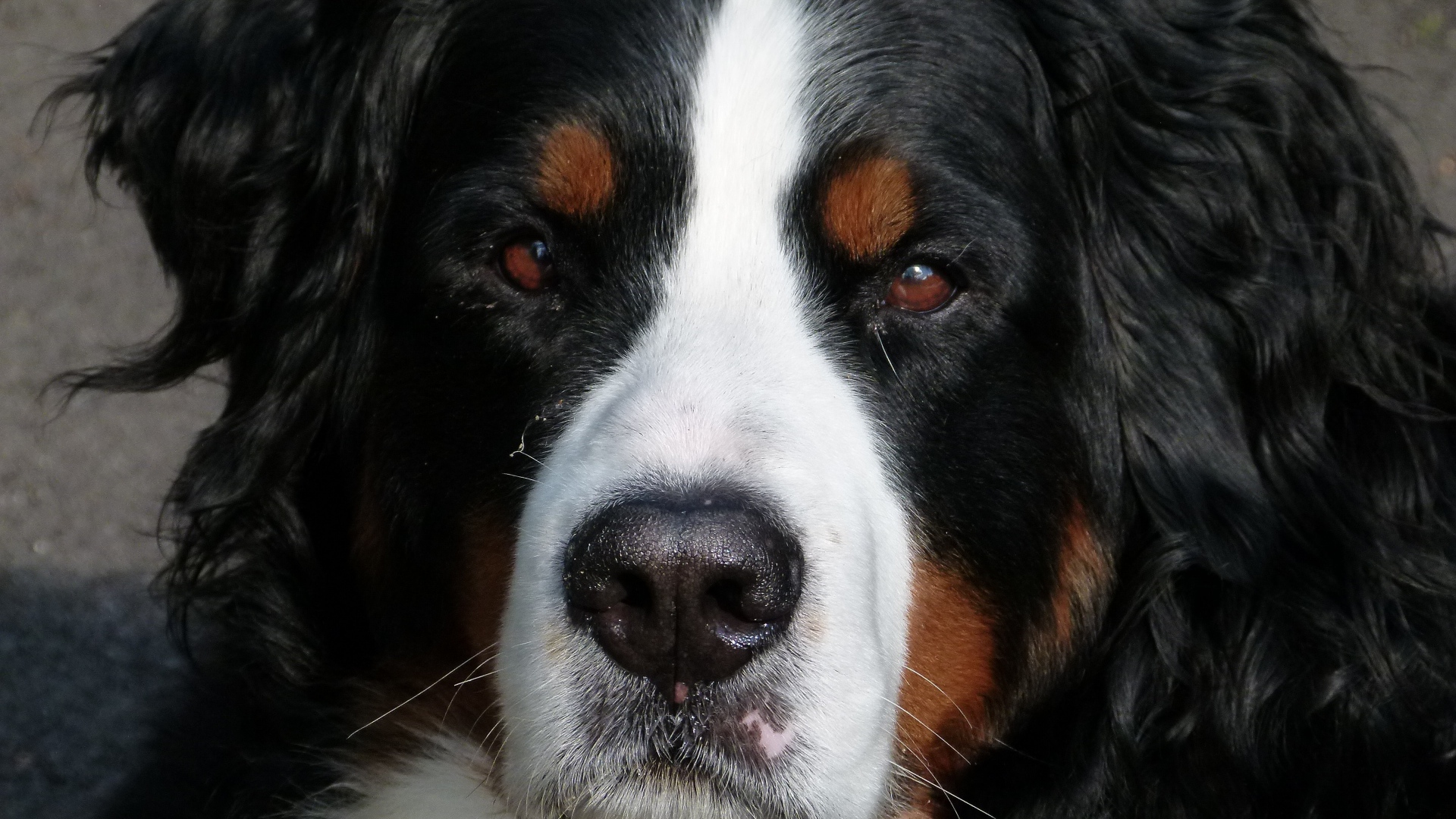 Бернский зенненхунд крупным планом 