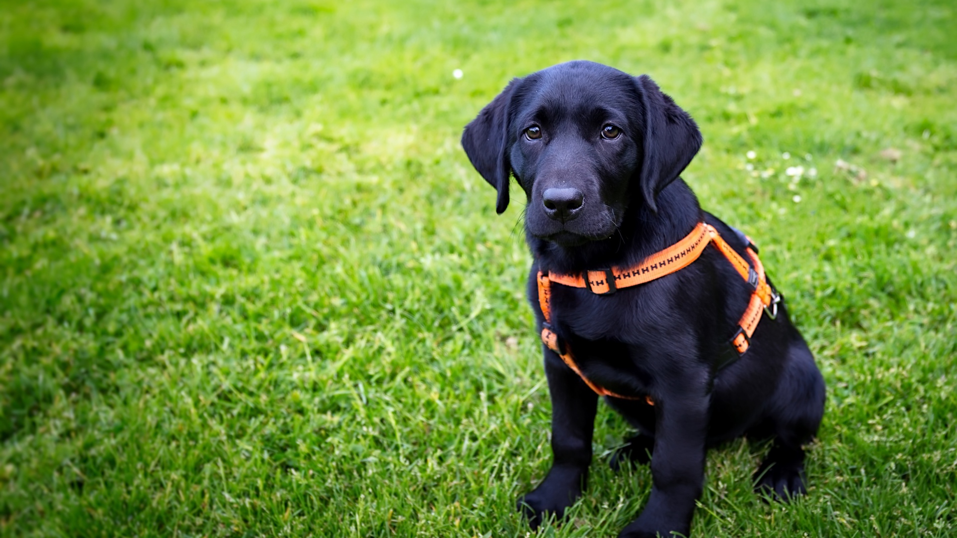 Большой черный лабрадор сидит на зеленой траве 