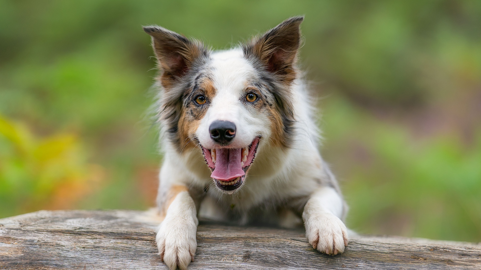 Собака породы бордер колли с открытой пастью