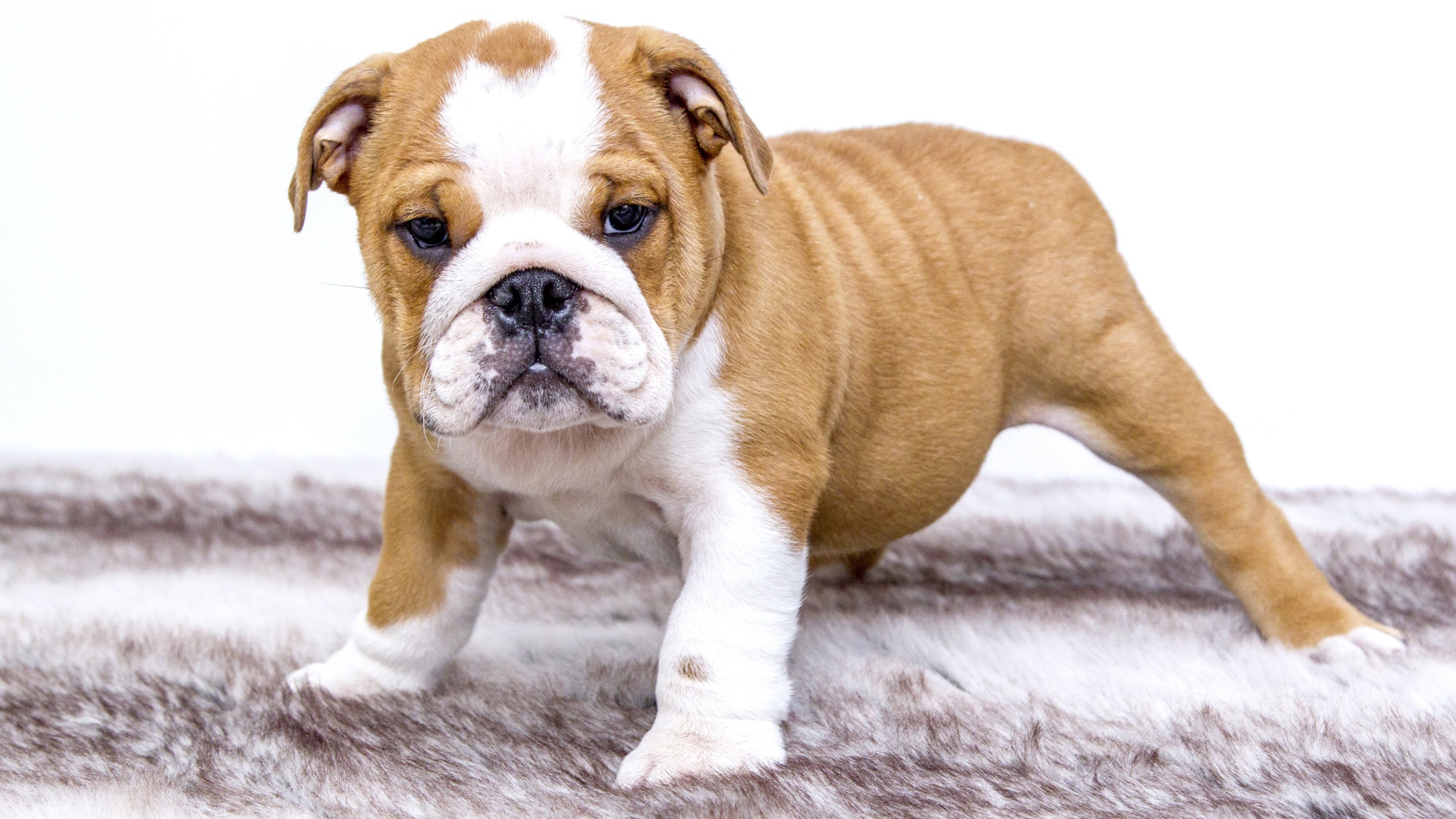 Щенок английского бульдога на подстилке