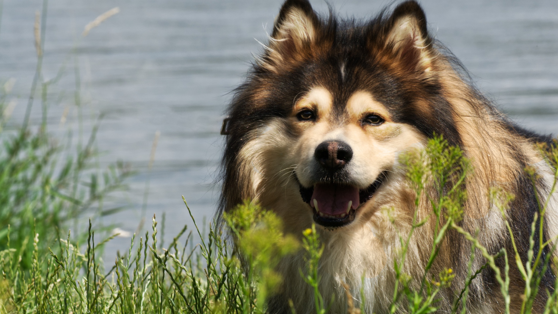 Финский лаппхунд с высунутым языком у воды 