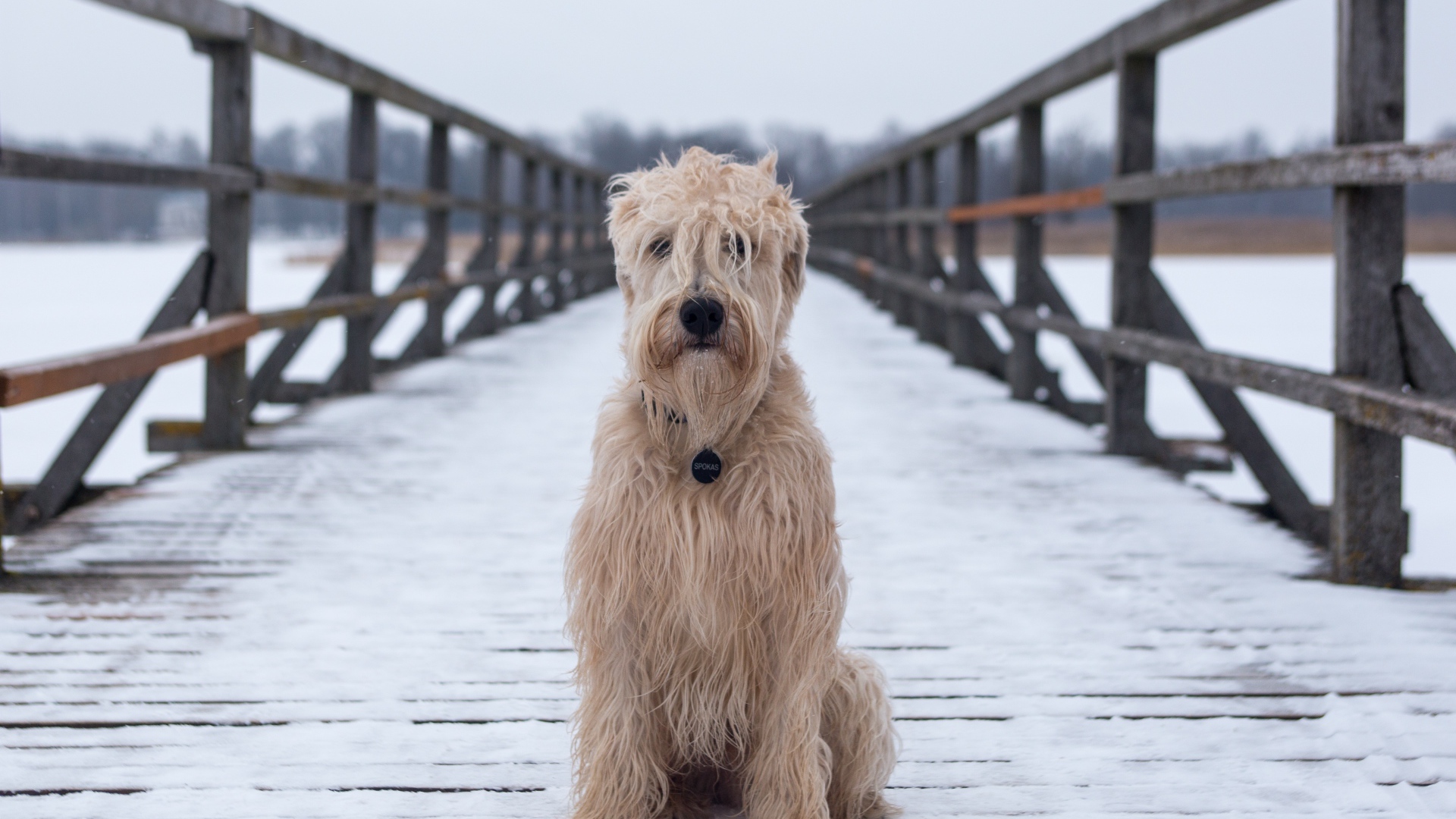 Пушистый пес сидит на покрытом снегом мосту