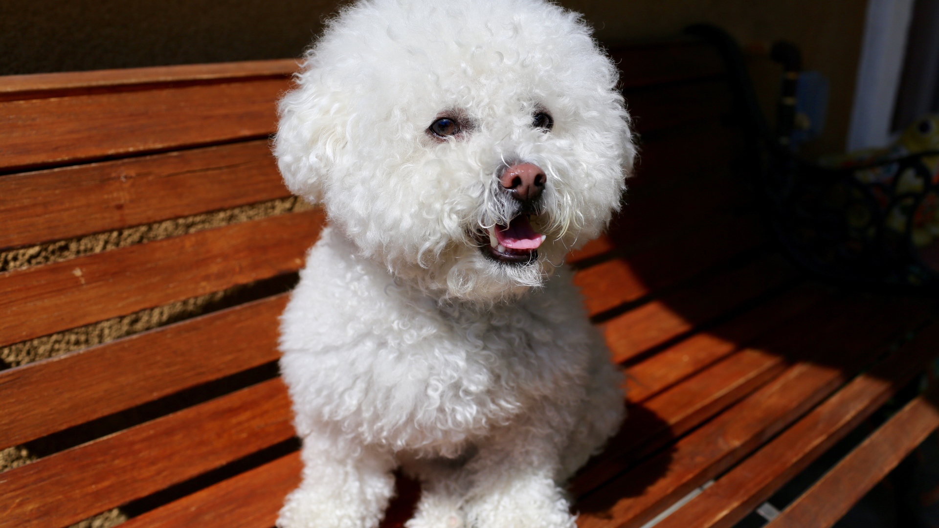 Пушистый белый щенок пуделя сидит на лавке