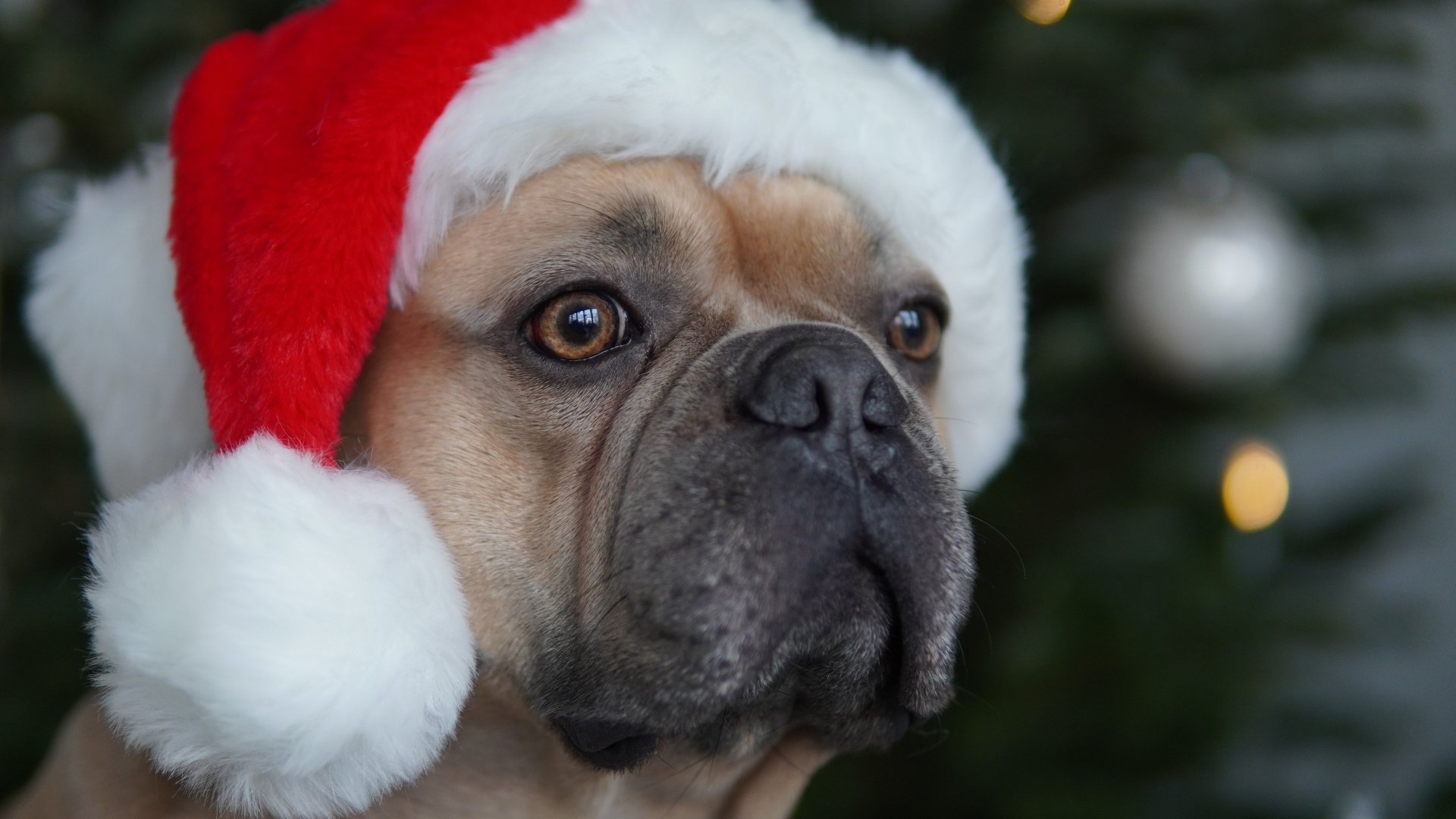 Французский бульдог в красной шапке Санта Клауса 