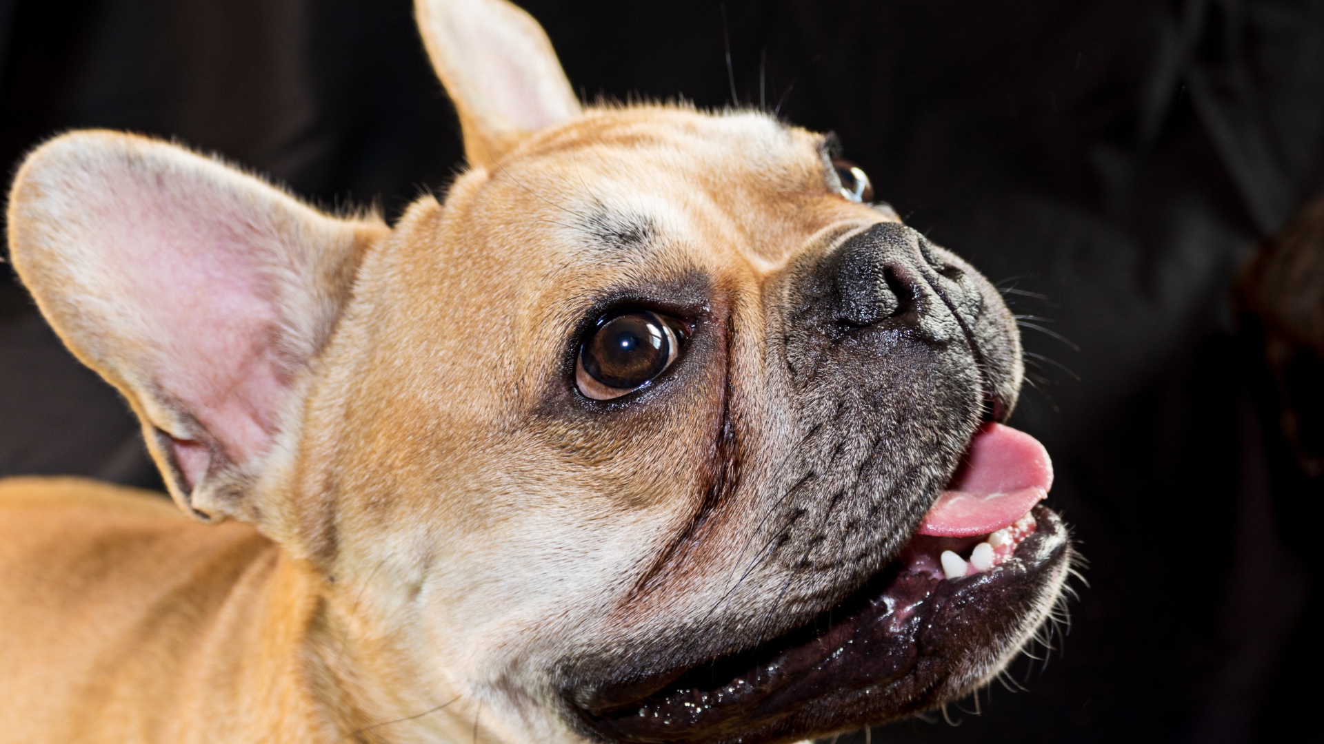 Морда французского бульдога с высунутым языком