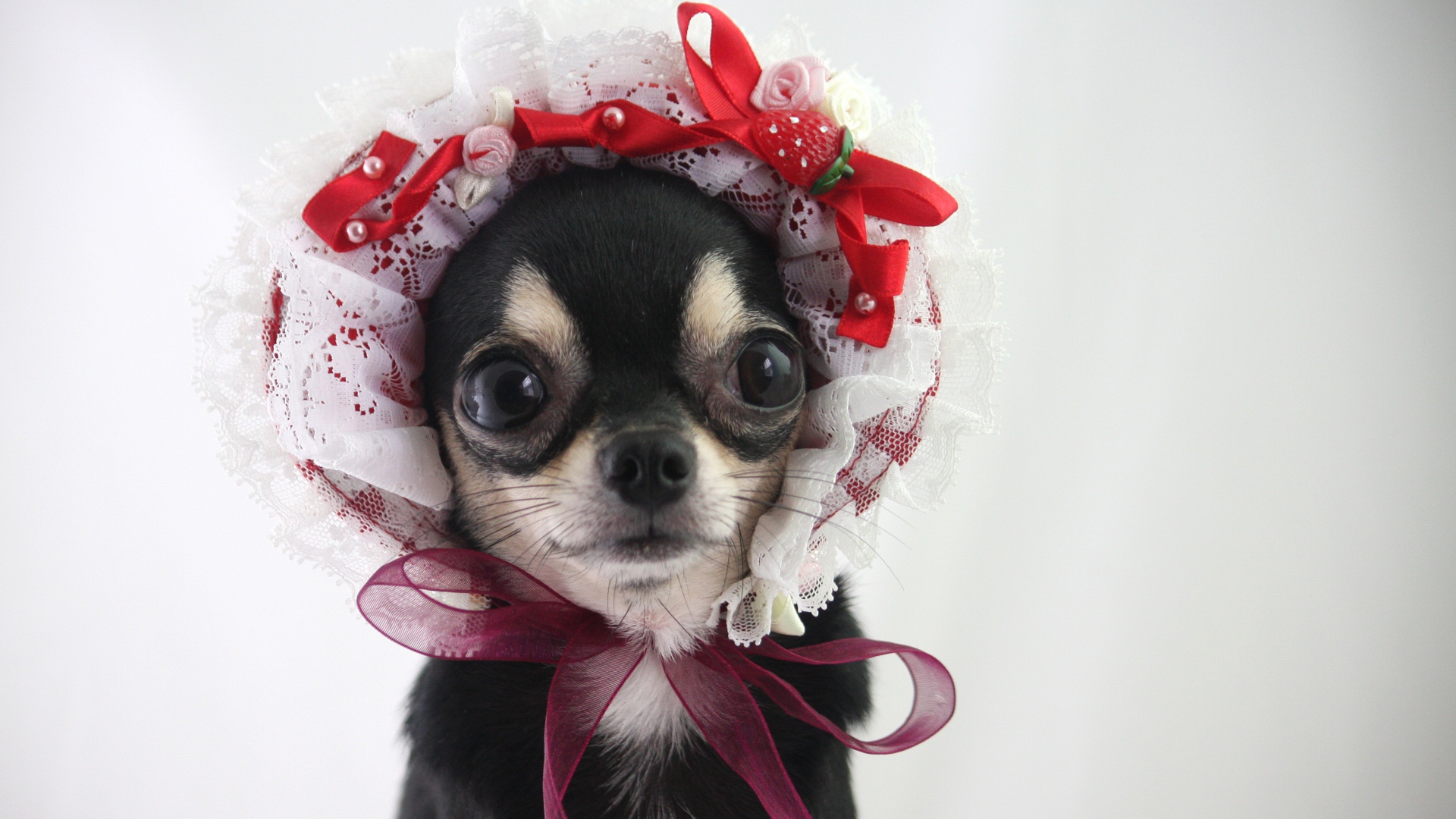 Смешная собака породы чихуахуа в шапке 