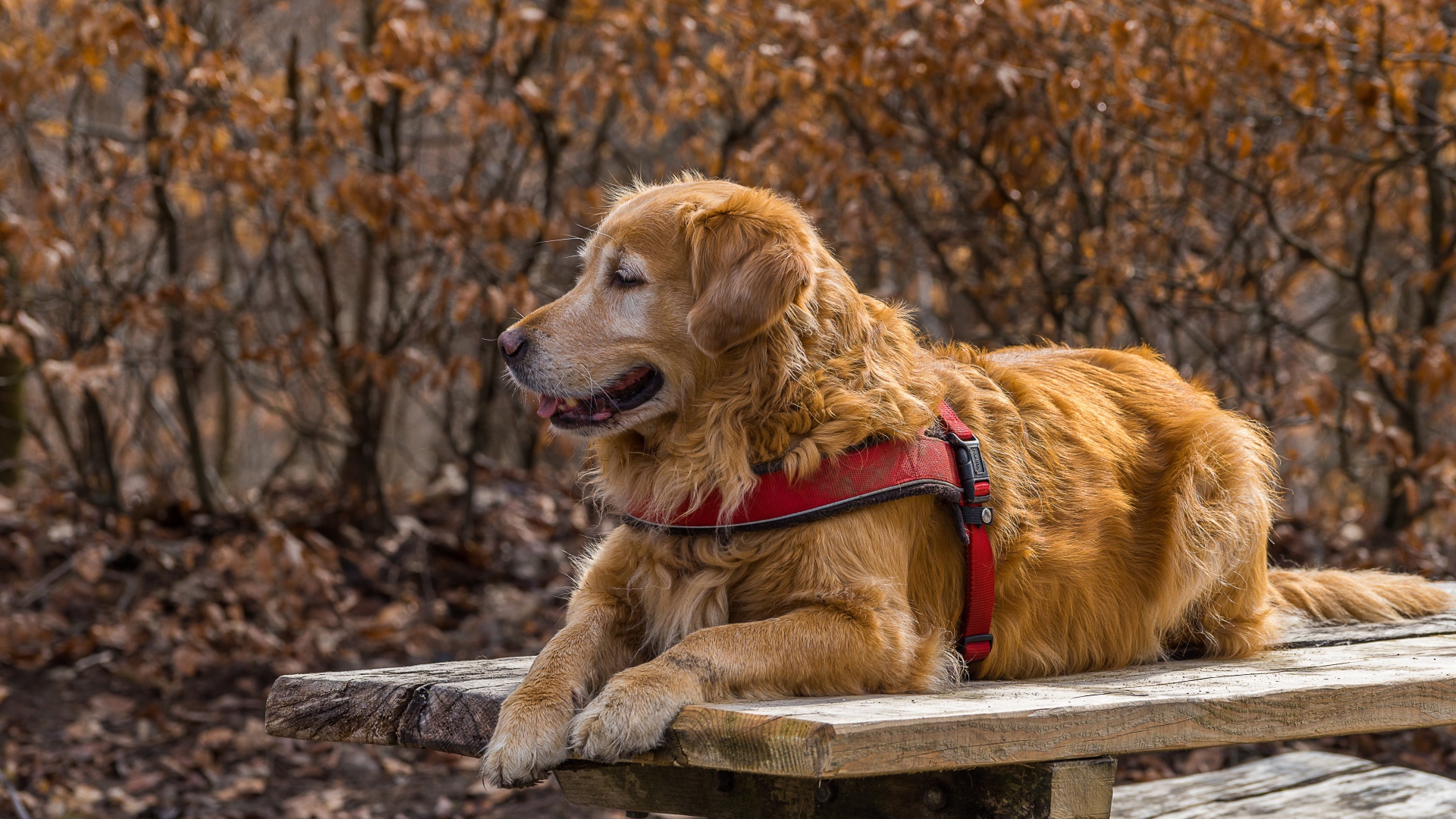 Золотистый ретривер с высунутым языком лежит на столе 