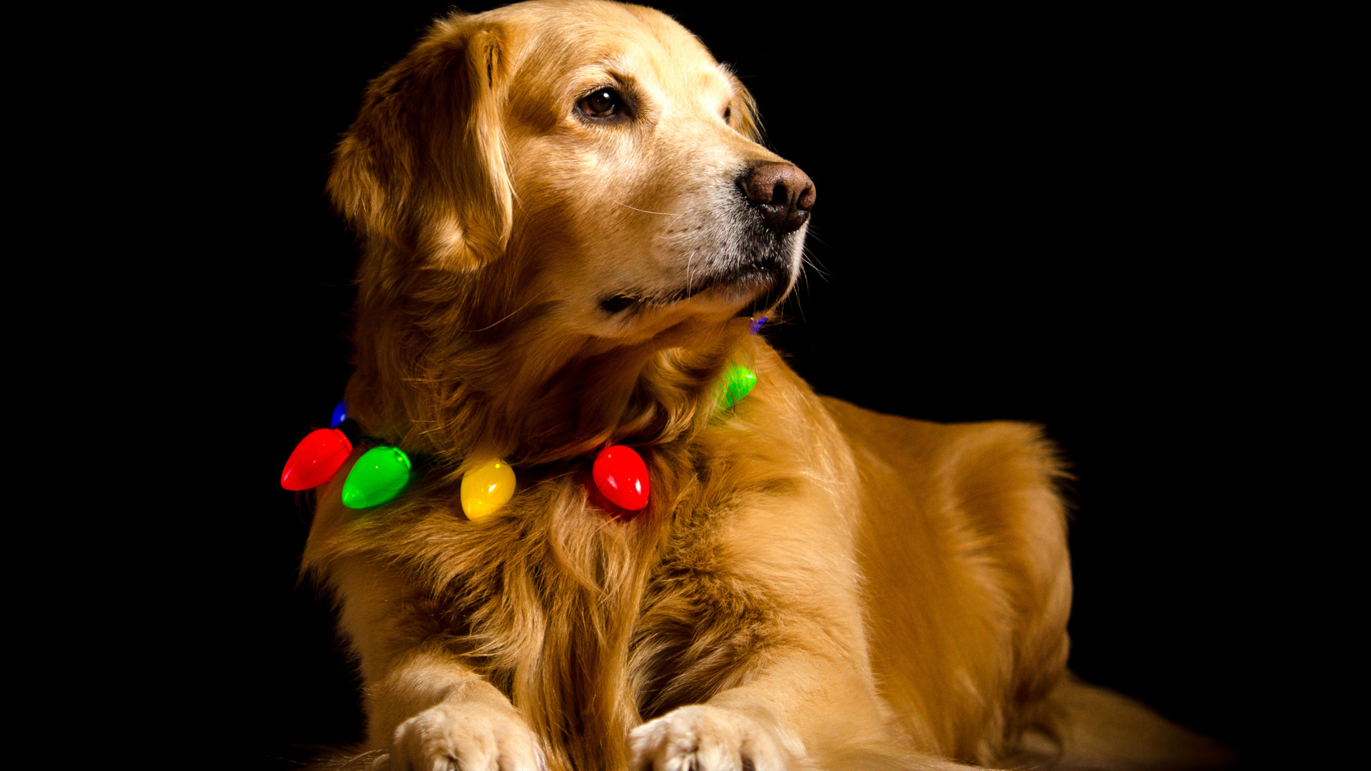 Золотистый ретривер с ошейником на черном фоне