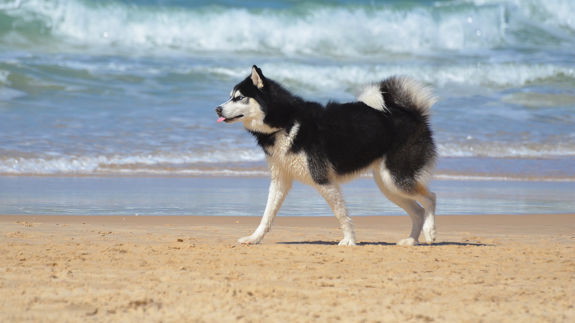 Husky dog running on the sand on the beach