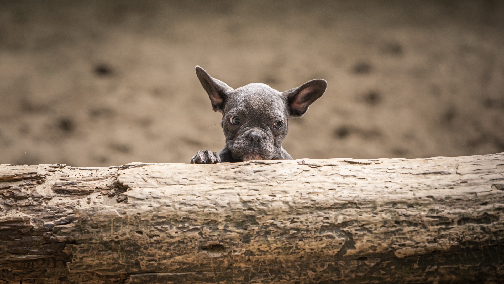 Маленький испуганный щенок французского бульдога