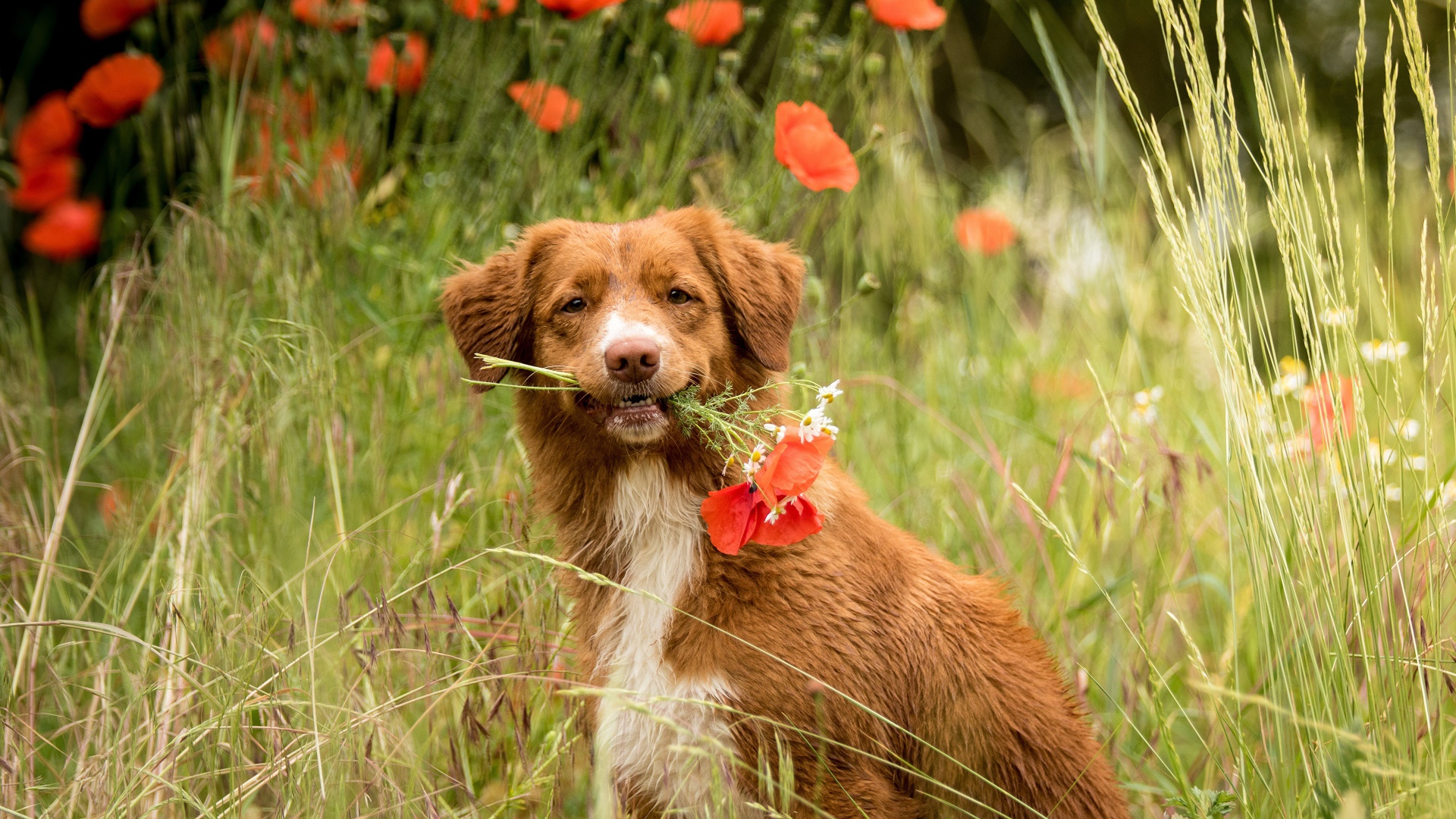 Новошотландский ретривер с красными маками 