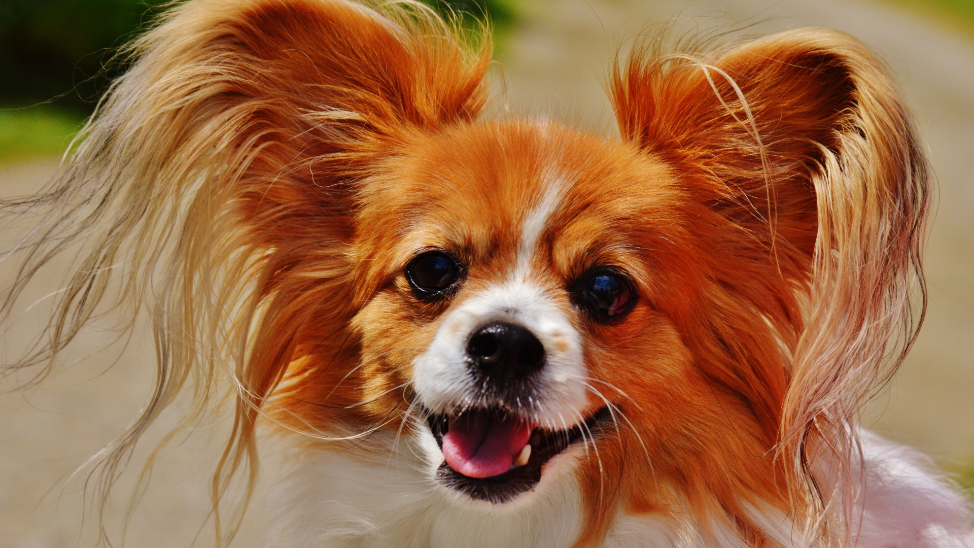 Собака папильон в пушистыми ушами