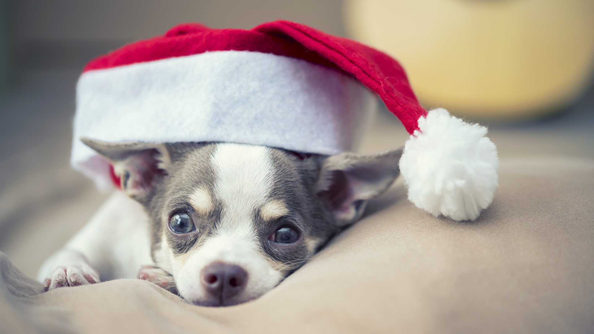 Грустный чихуахуа в шапке Санта Клауса