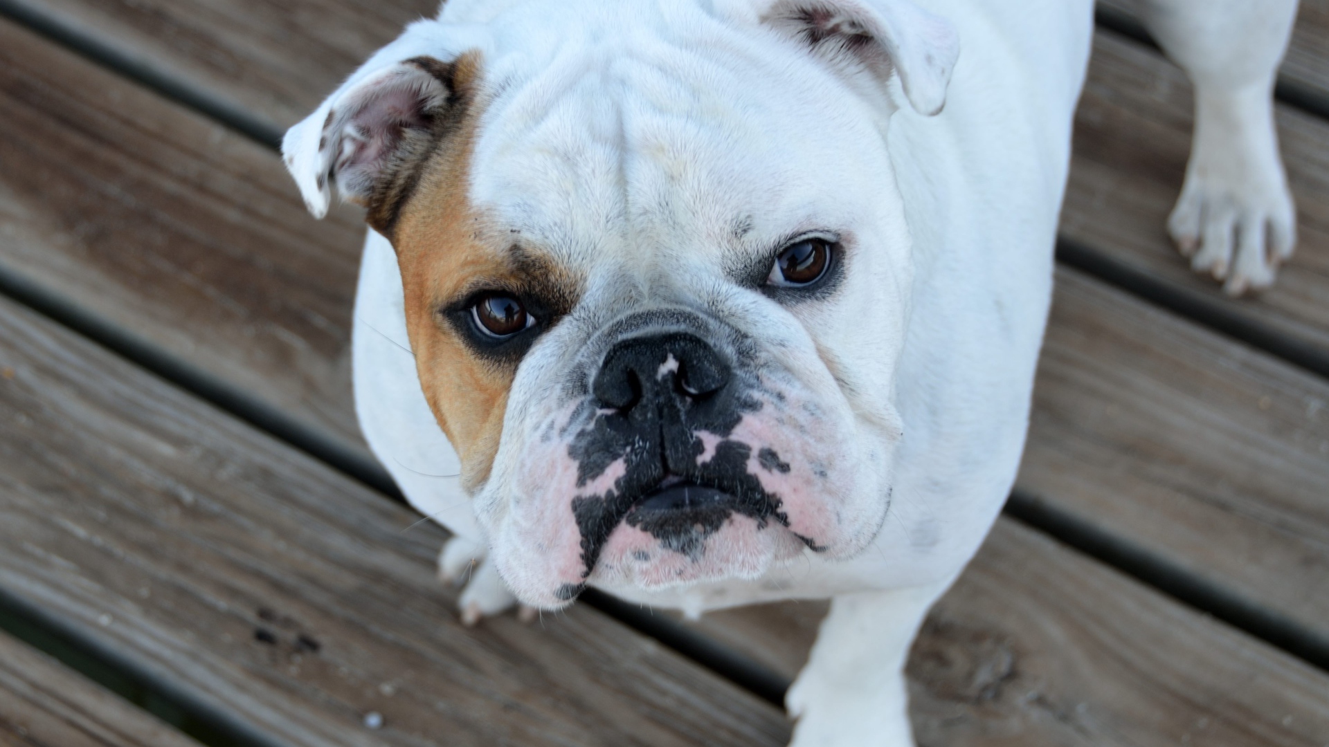 Серьезный бульдог смотрит на хозяина