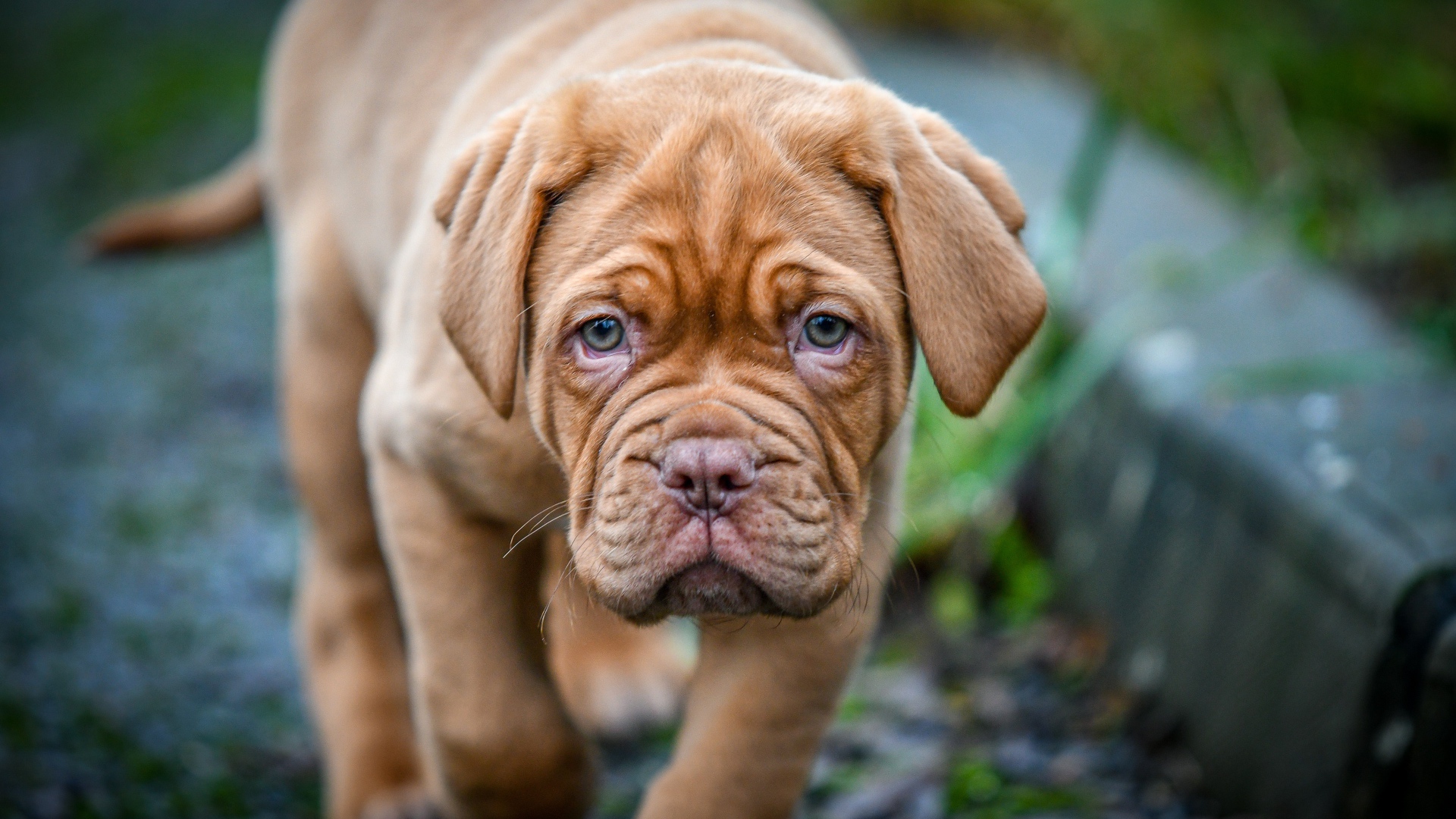 Маленький коричневый щенок бордоского дога 