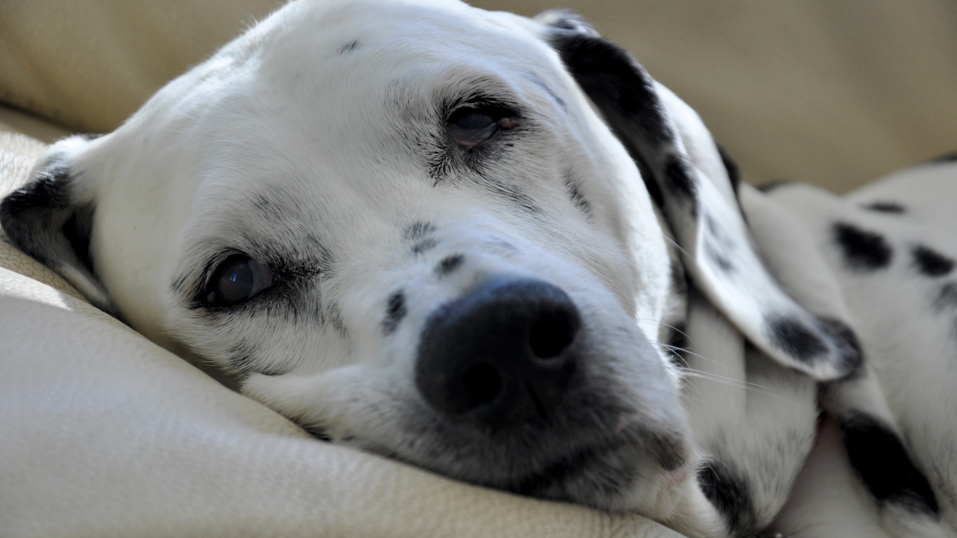 Пятнистый далматин спит на кровати 