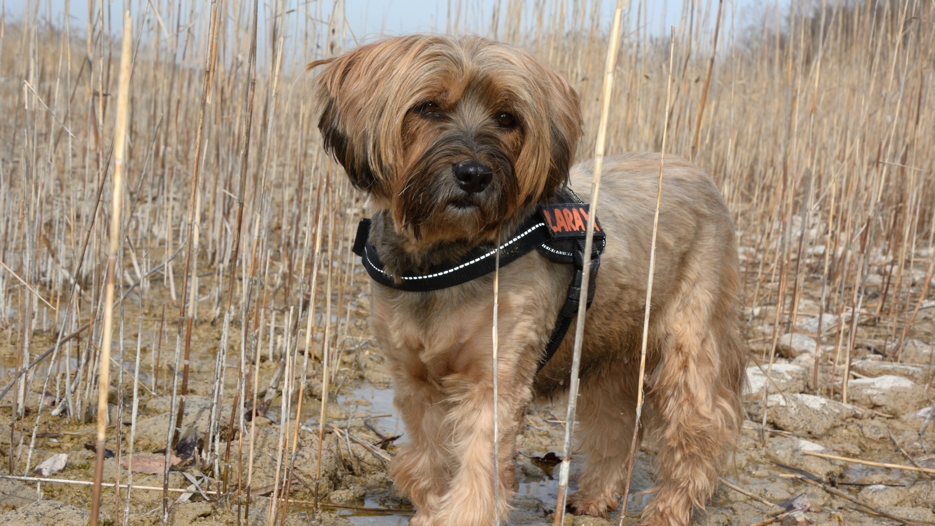 Тибетский терьер стоит в воде в камышах