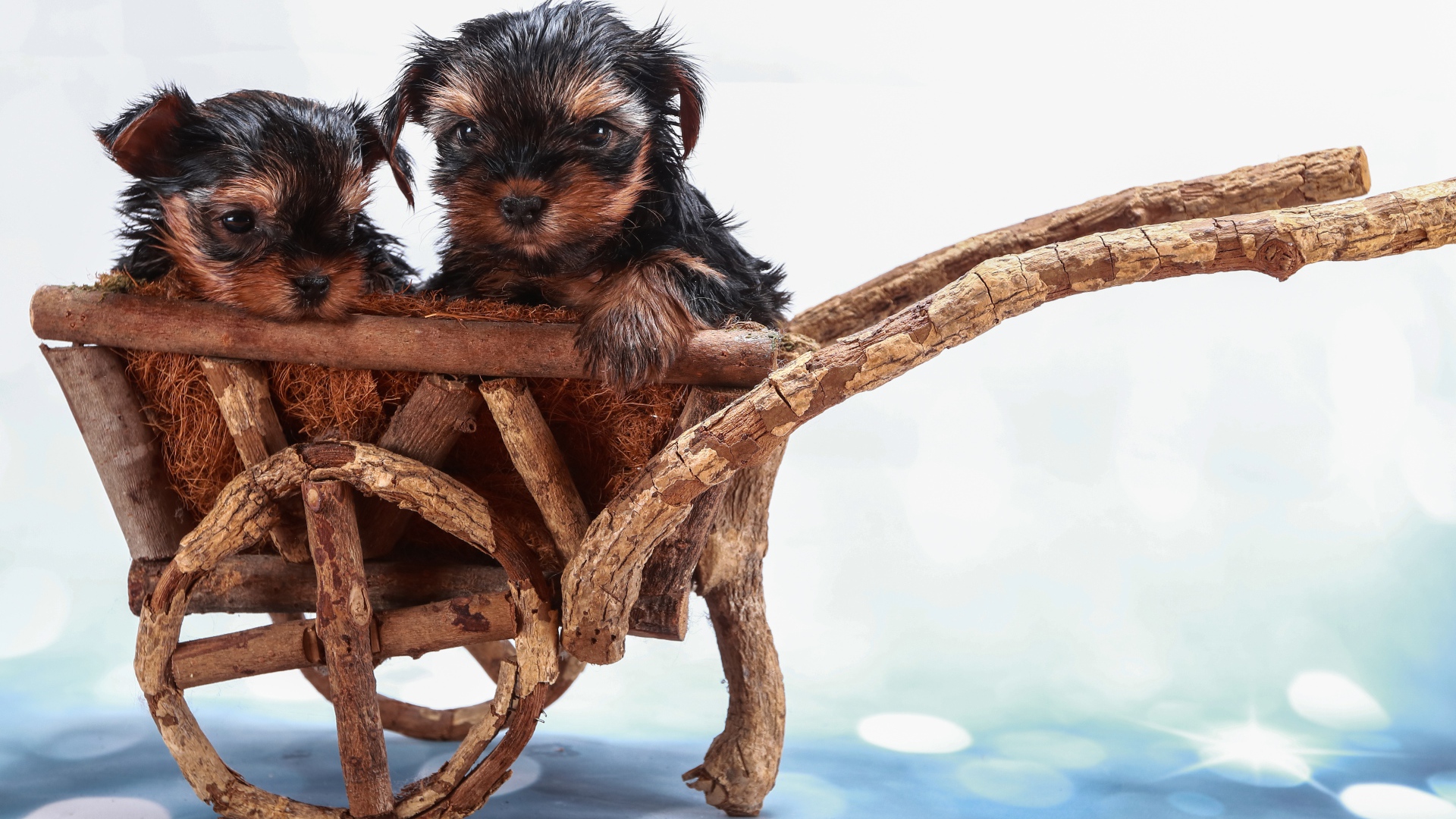 Два йоркширских терьера в деревянной телеге