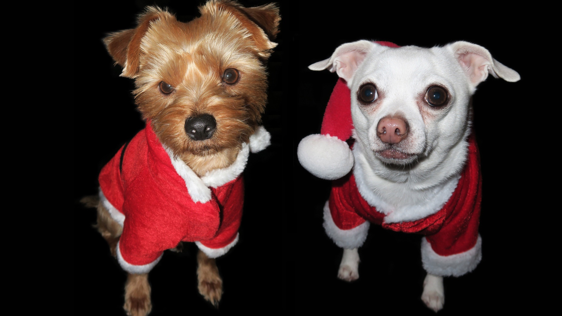Две маленькие породистые собаки в новогодних  костюмах 