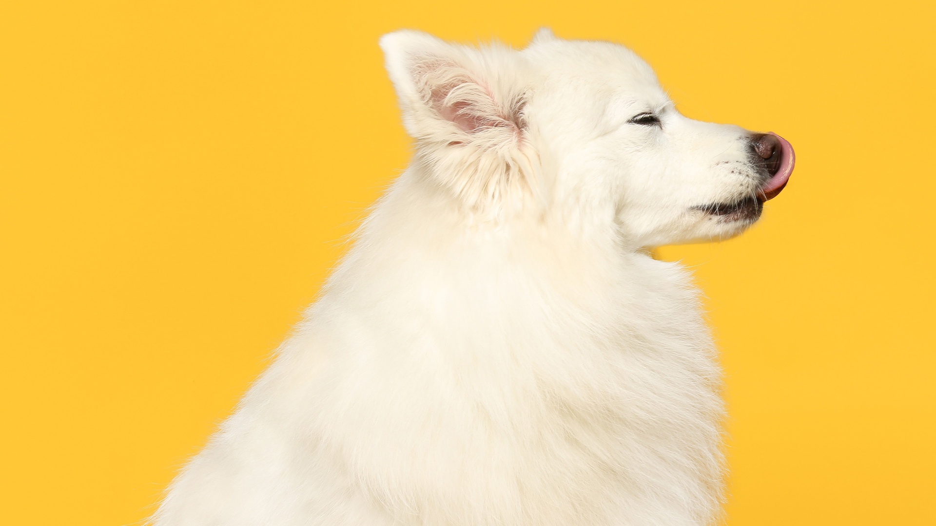 Белый шпиц с высунутым языком на желтом фоне