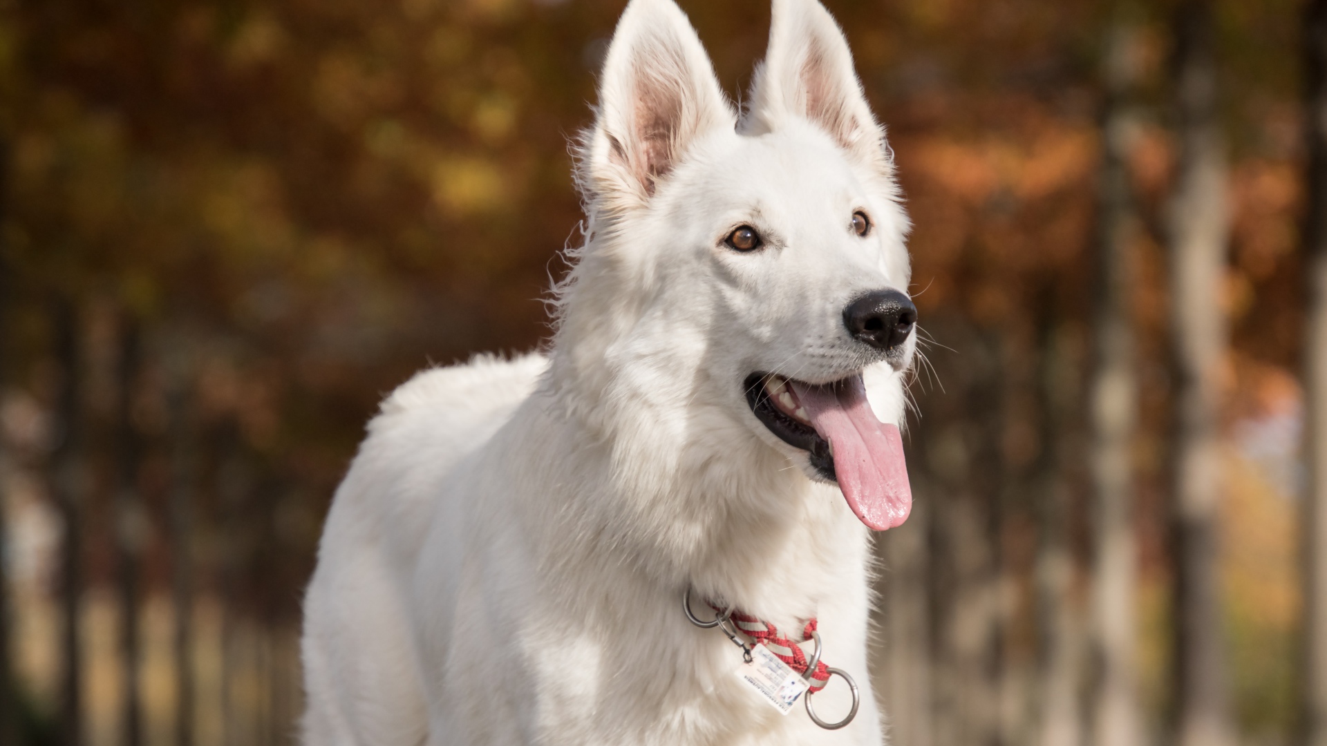 White shepherd dog with protruding tongue