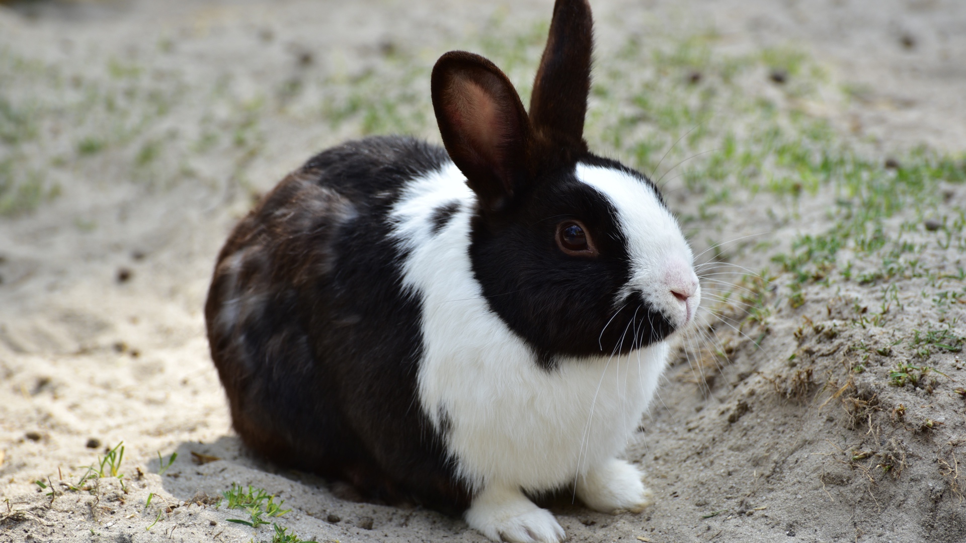 Черно-белый кролик сидит на песке 