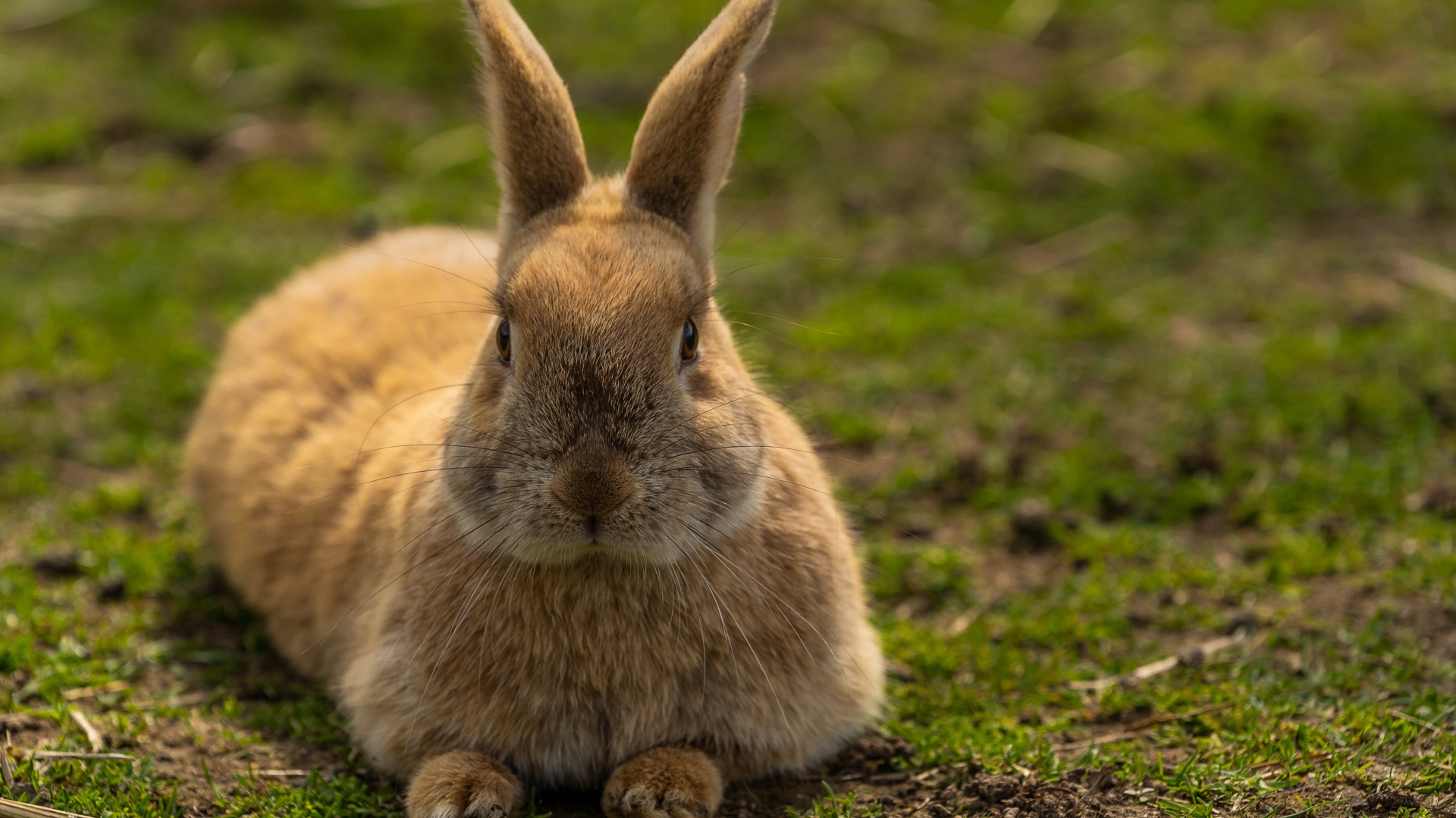 Коричневый кролик лежит на зеленой траве