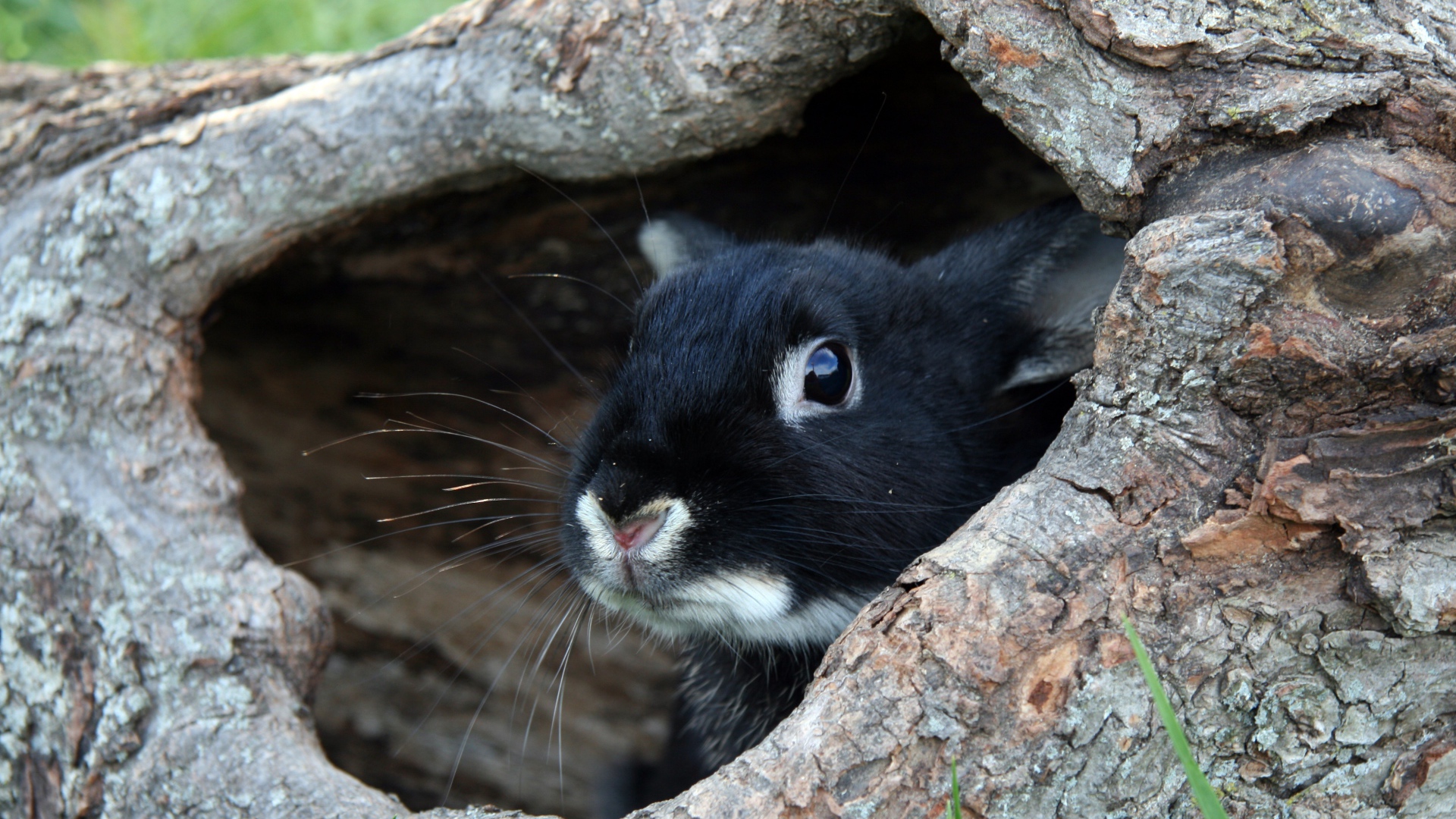Испуганный черный кролик сидит в норе из дерева 