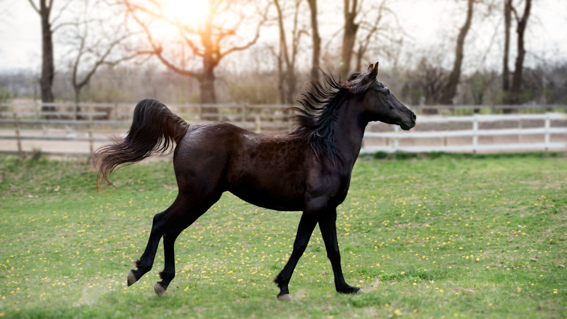 Серо черная лошадь. Серебристо-Вороная масть лошади. Вороной конь. Йоркширская лошадь. Армянская лошадь.