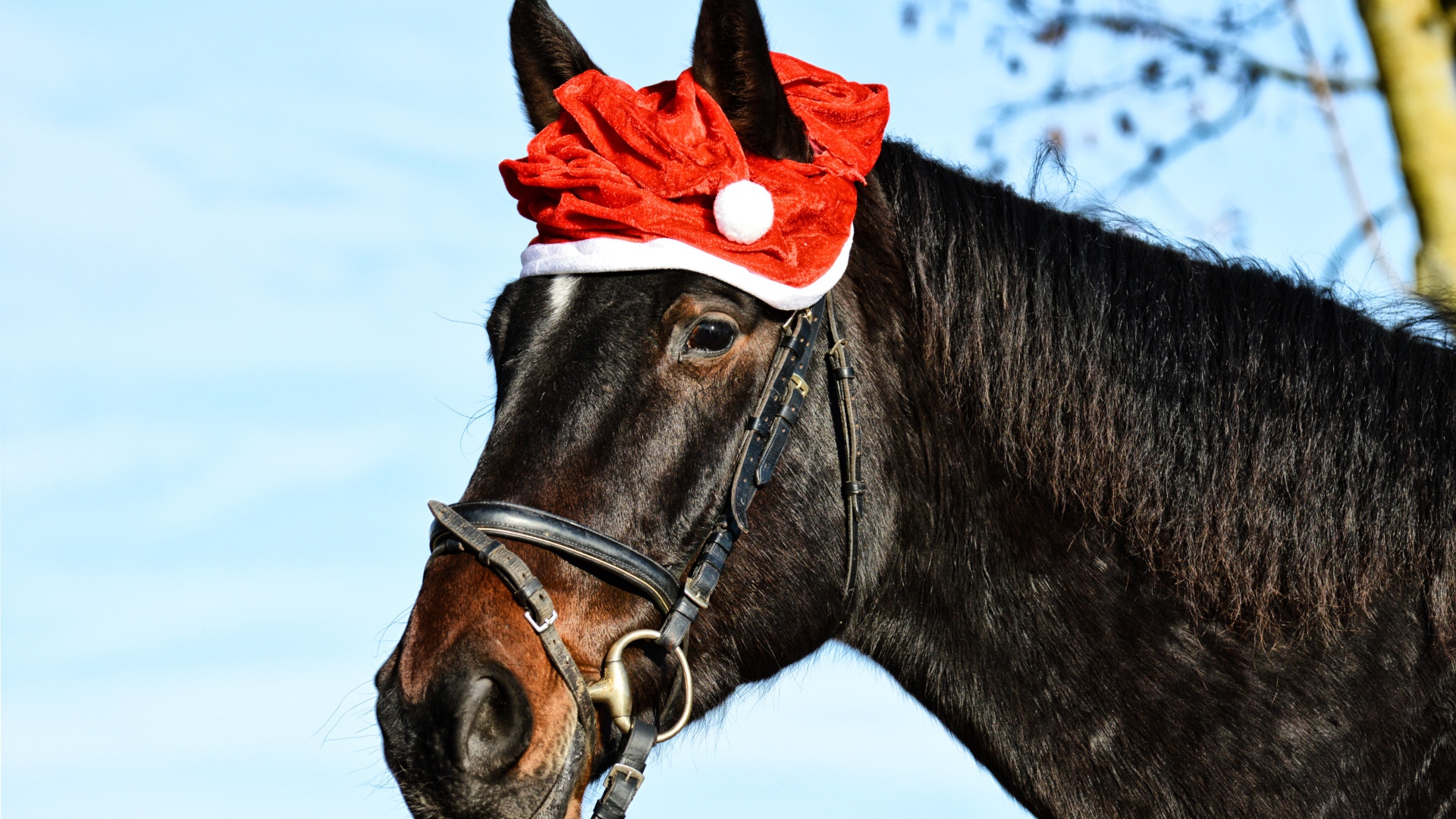 Большой черный конь с новогодней шапкой на голове 