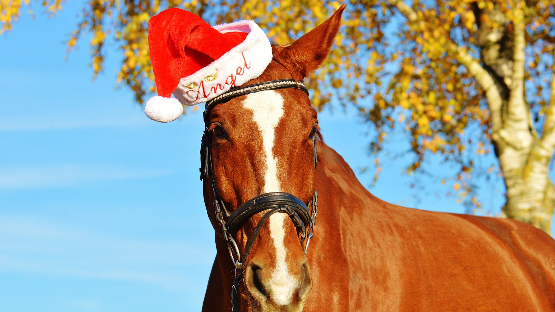 Big brown horse in a red hat