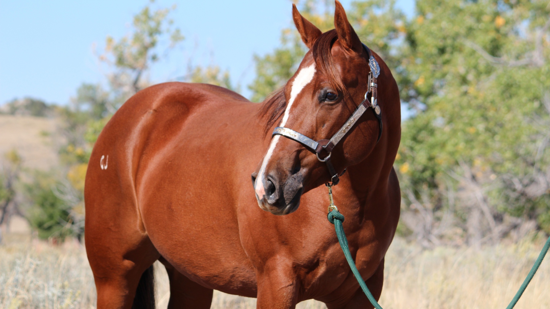 Большой коричневый конь на привязи