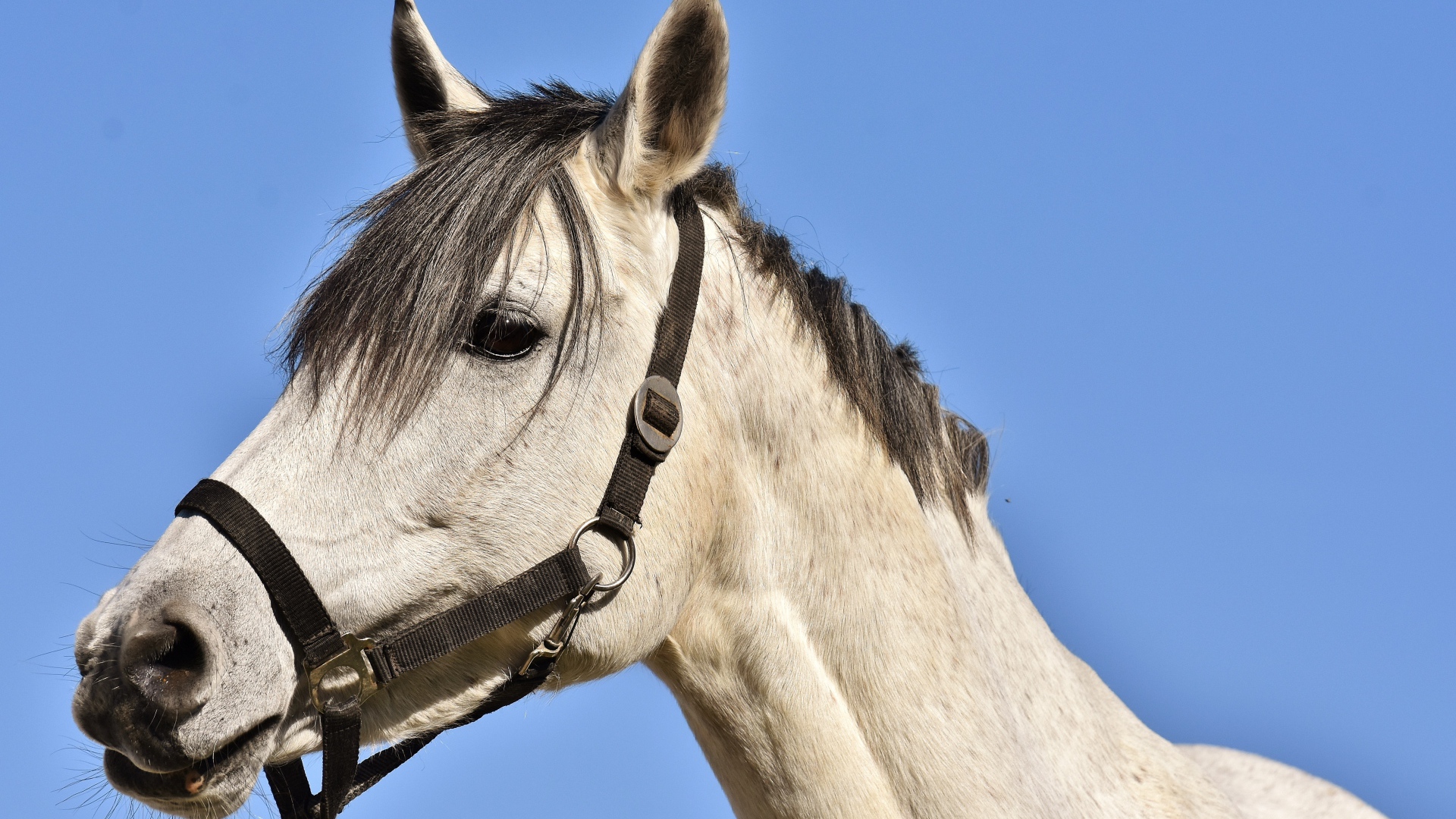 Большой белый конь на фоне голубого неба 