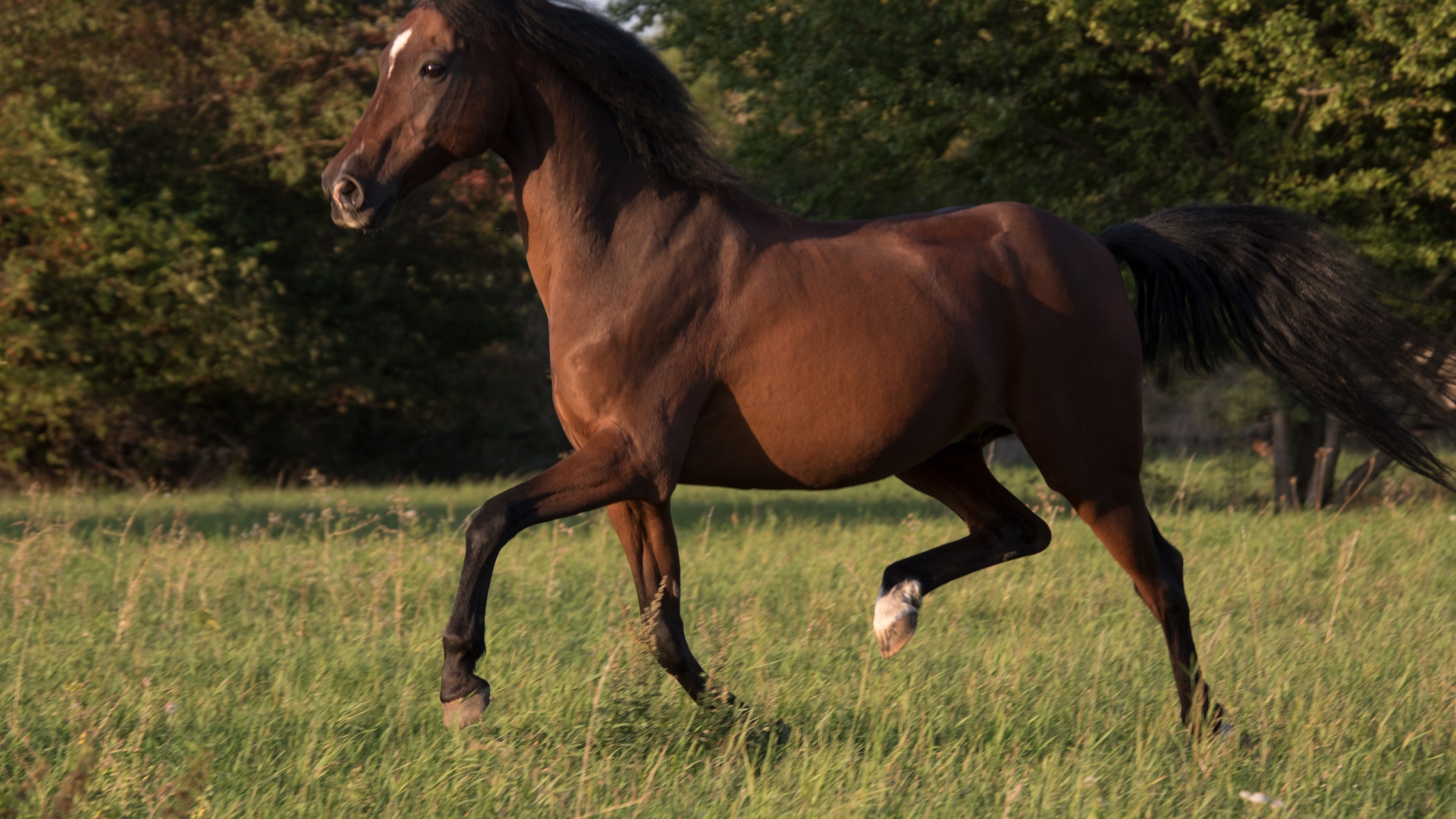 Грациозная коричневая лошадь скачет по траве