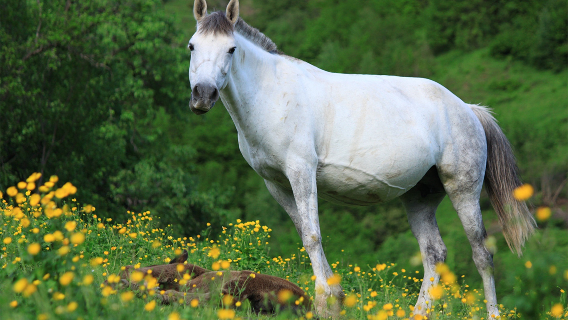 Большая белая лошадь с жеребенком на поляне