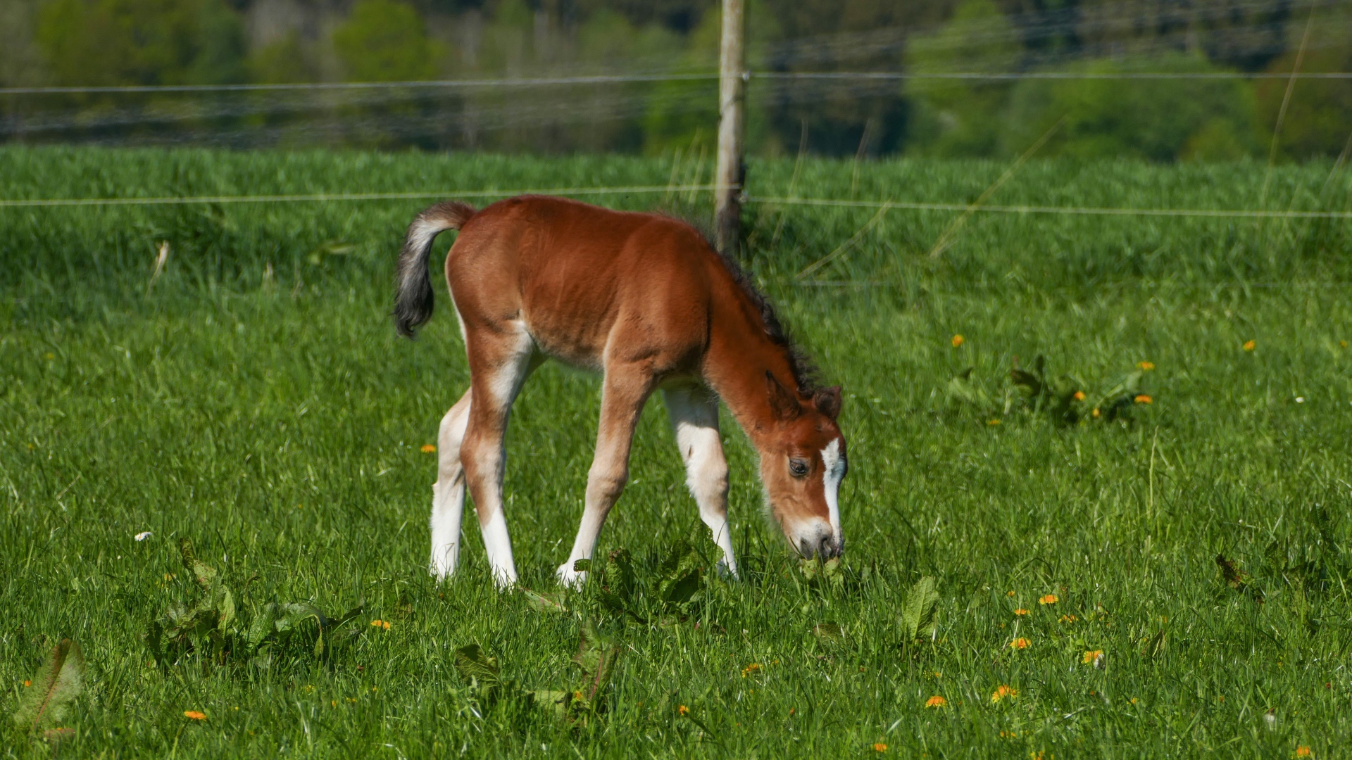 Маленький жеребенок пасется на зеленой траве 